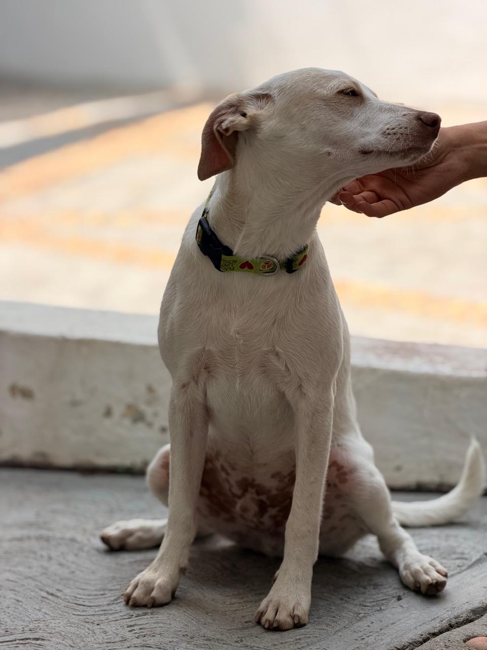 Enlarge Mochi, a Adoptable mixed breed in Manvel, TX image 4/6