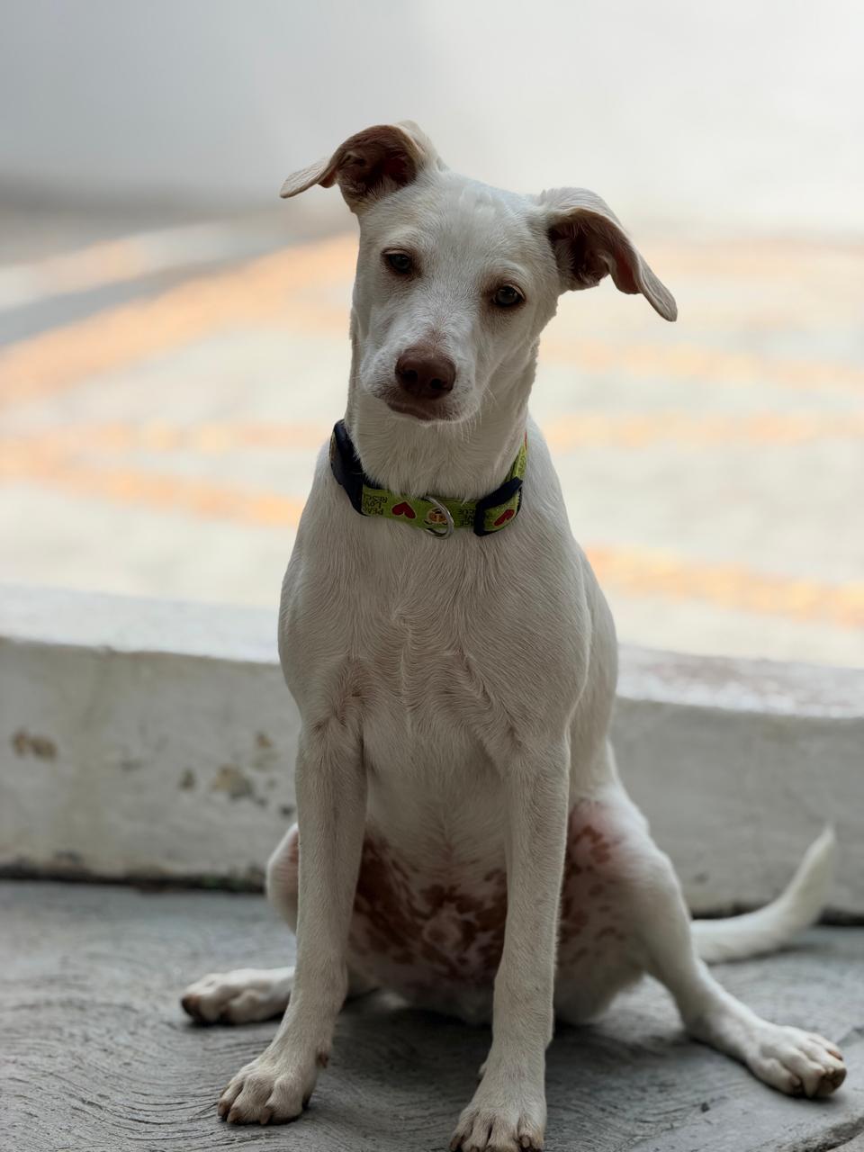 Enlarge Mochi, a Adoptable mixed breed in Manvel, TX image 3/6