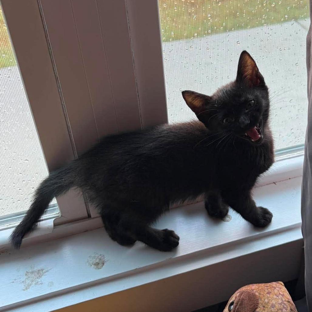 Enlarge Leo, a Adoptable Domestic Short Hair in Wilmington, NC image 1/6
