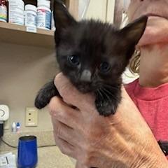 Enlarge Leo, a Adoptable Domestic Short Hair in Wilmington, NC image 6/6