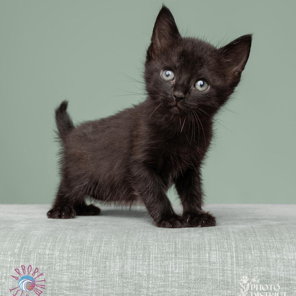 Enlarge Leo, a Adoptable Domestic Short Hair in Wilmington, NC image 4/6