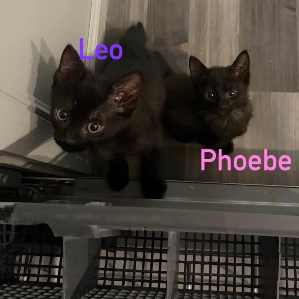 Enlarge Leo, a Adoptable Domestic Short Hair in Wilmington, NC image 3/6