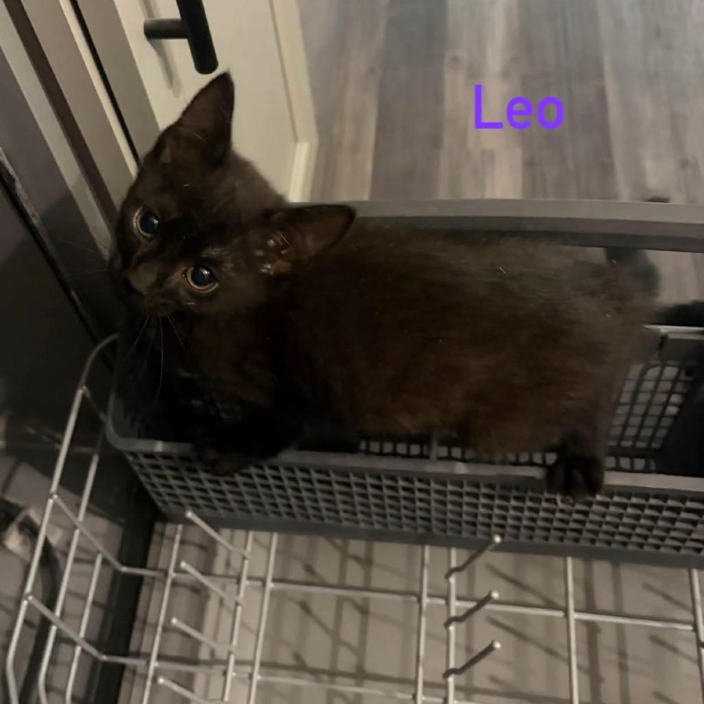 Enlarge Leo, a Adoptable Domestic Short Hair in Wilmington, NC image 2/6
