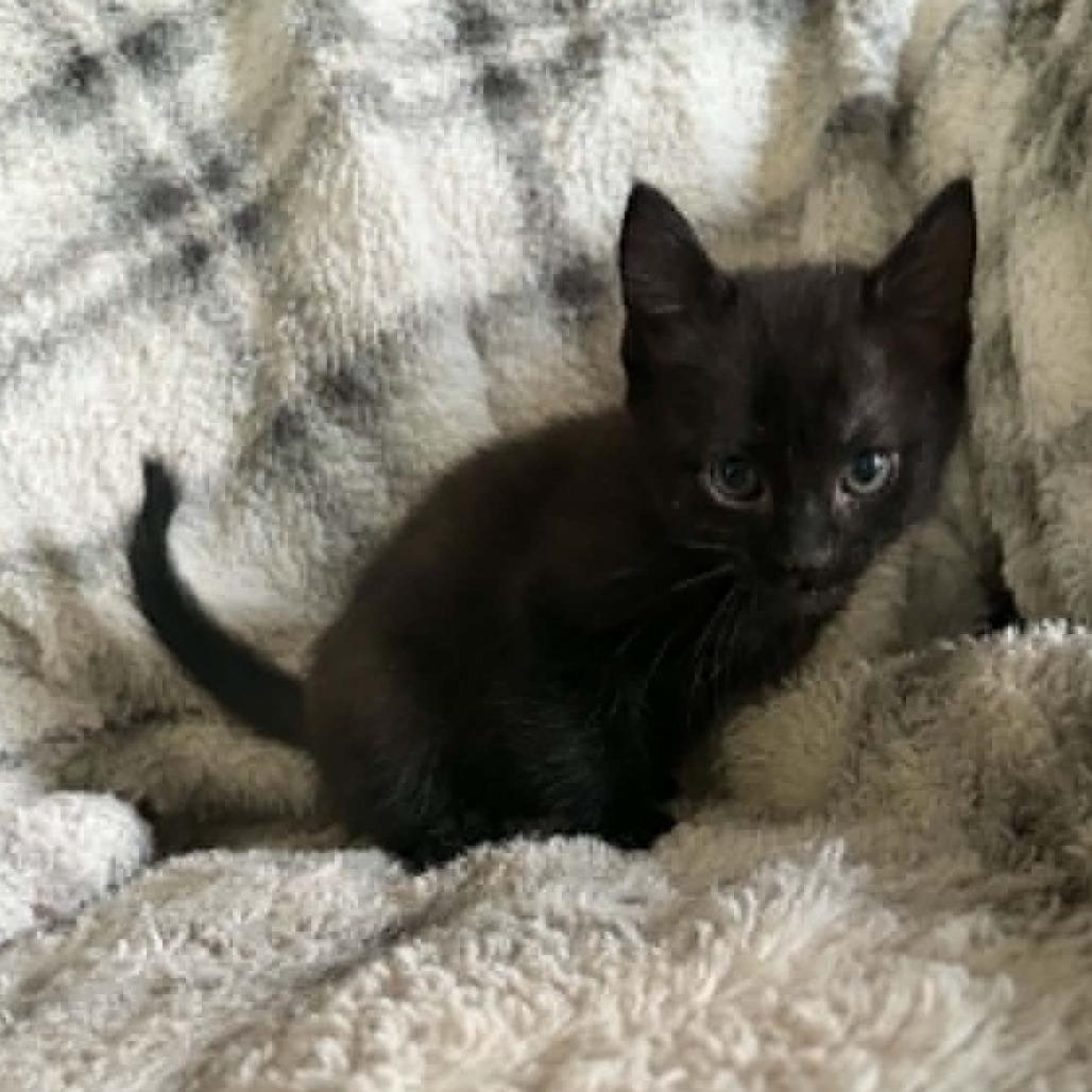 Enlarge Leo, a Adoptable Domestic Short Hair in Wilmington, NC image 5/6