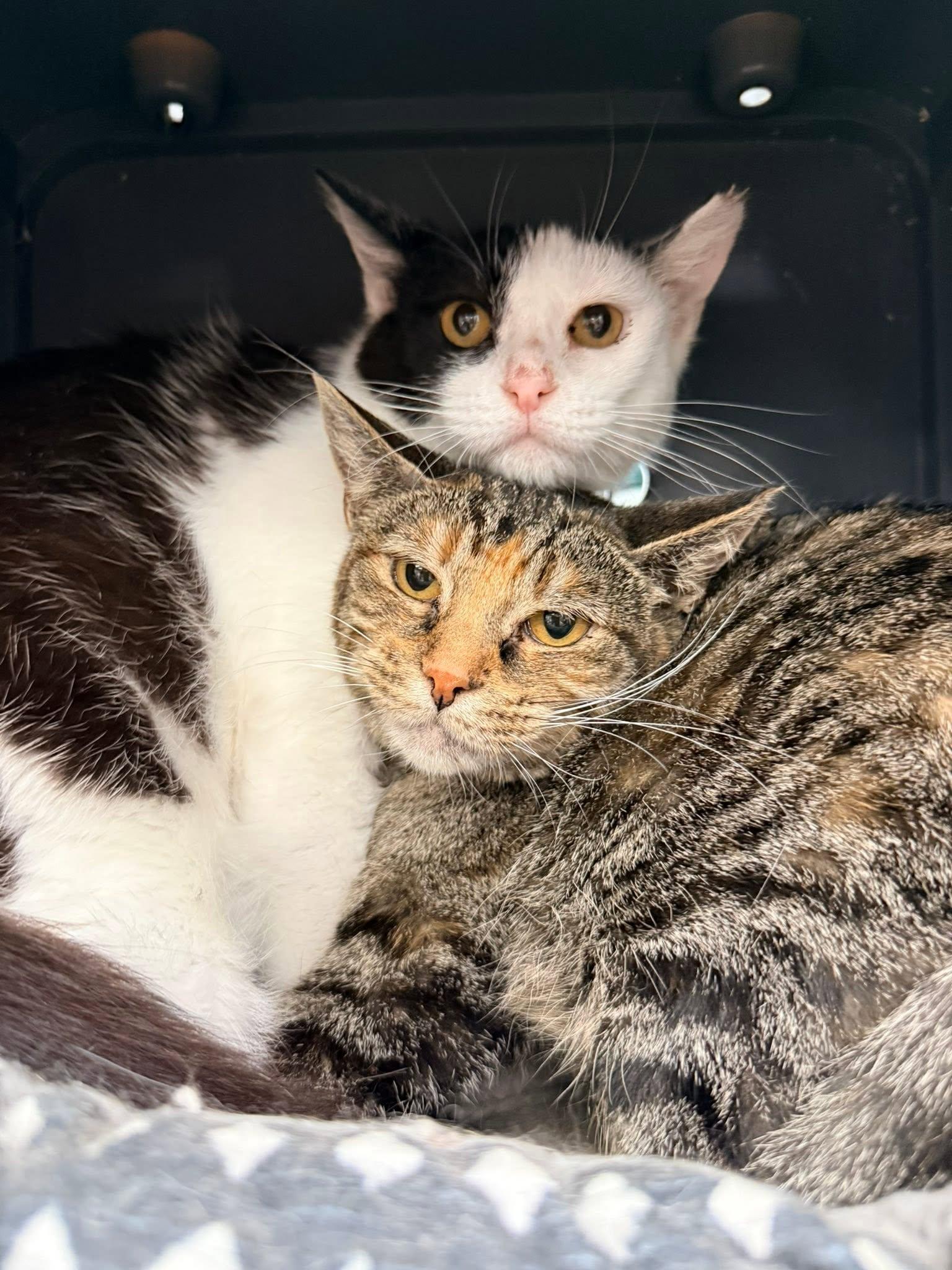 Enlarge Priscella, a ADOPTABLE Domestic Short Hair in Cleveland, OH image 2/4
