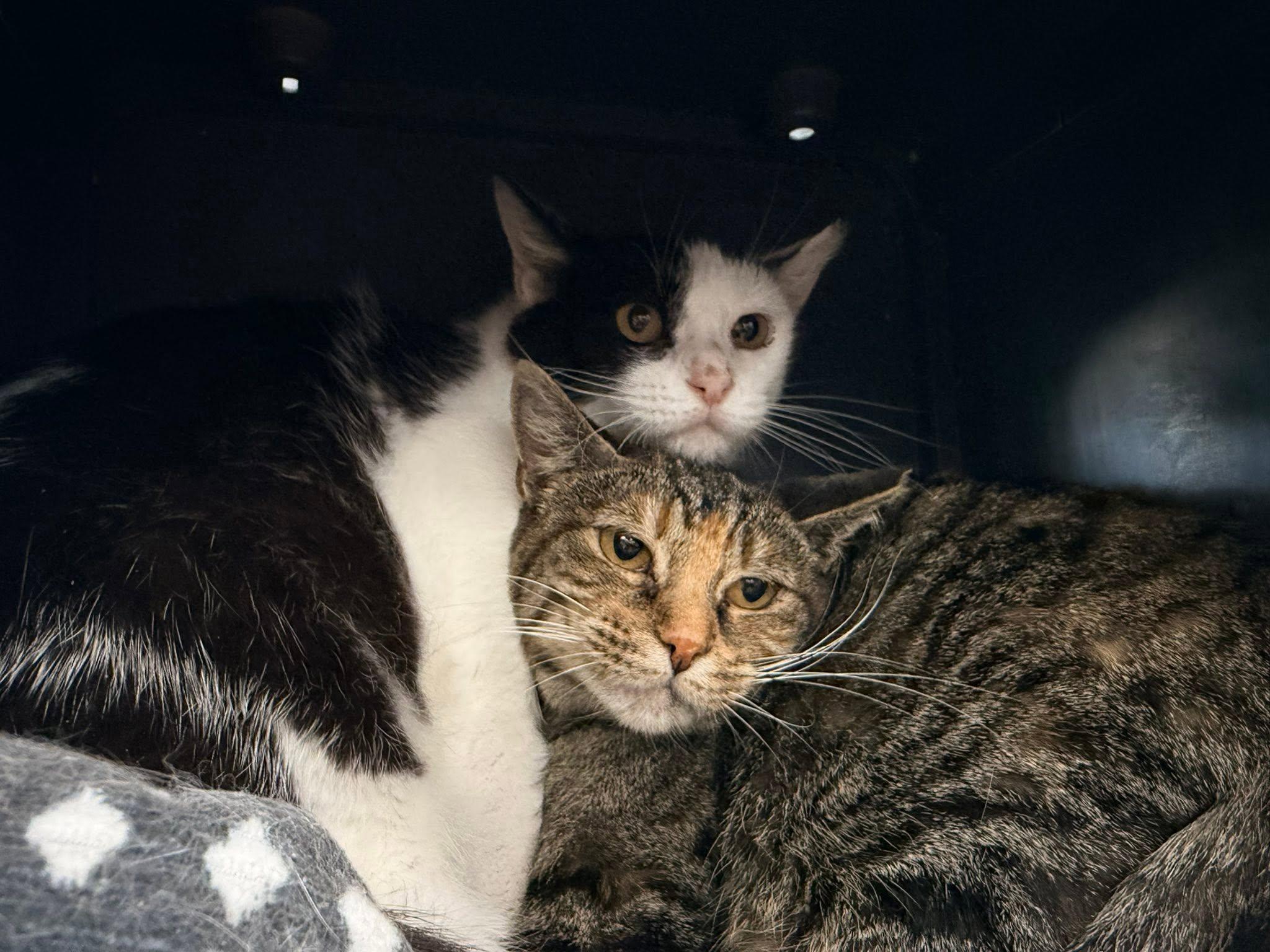 Enlarge Priscella, a ADOPTABLE Domestic Short Hair in Cleveland, OH image 4/4