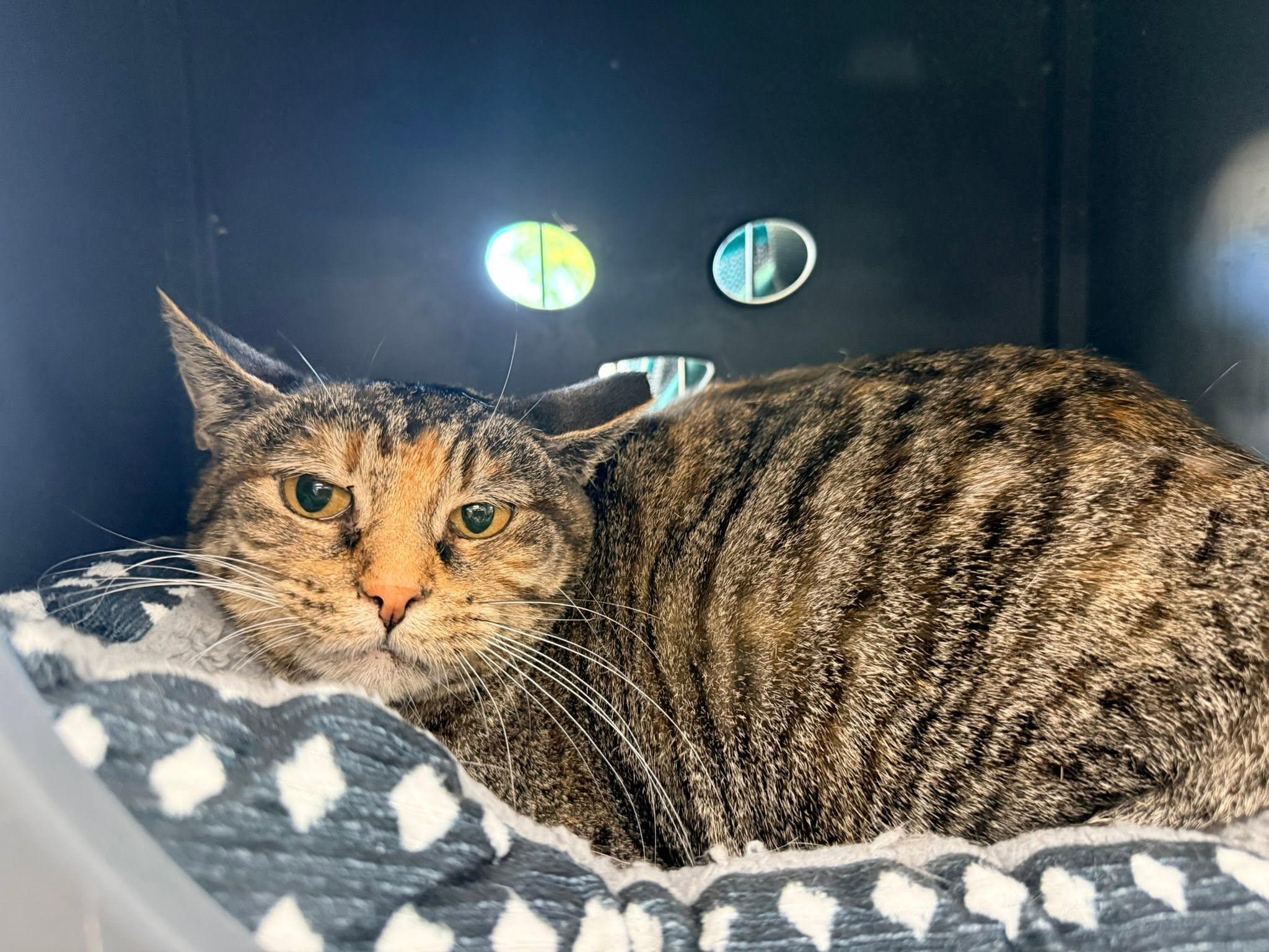 Priscella, ADOPTABLE, Young Female Domestic Short Hair.
