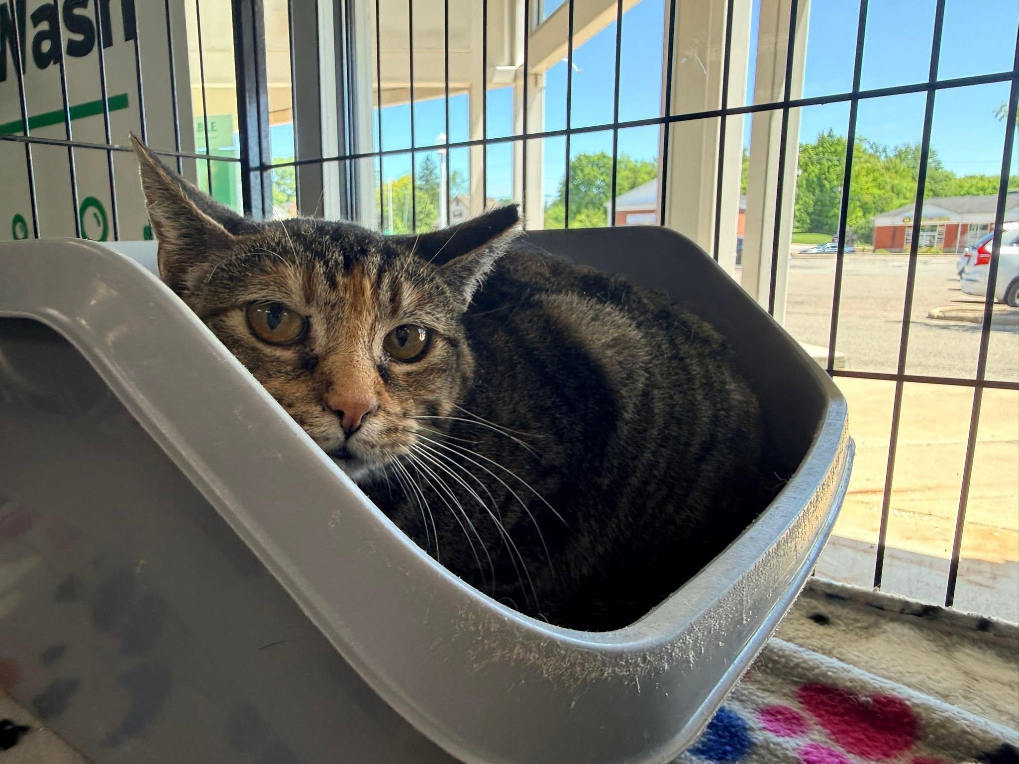 Enlarge Priscella, a ADOPTABLE Domestic Short Hair in Cleveland, OH image 3/4