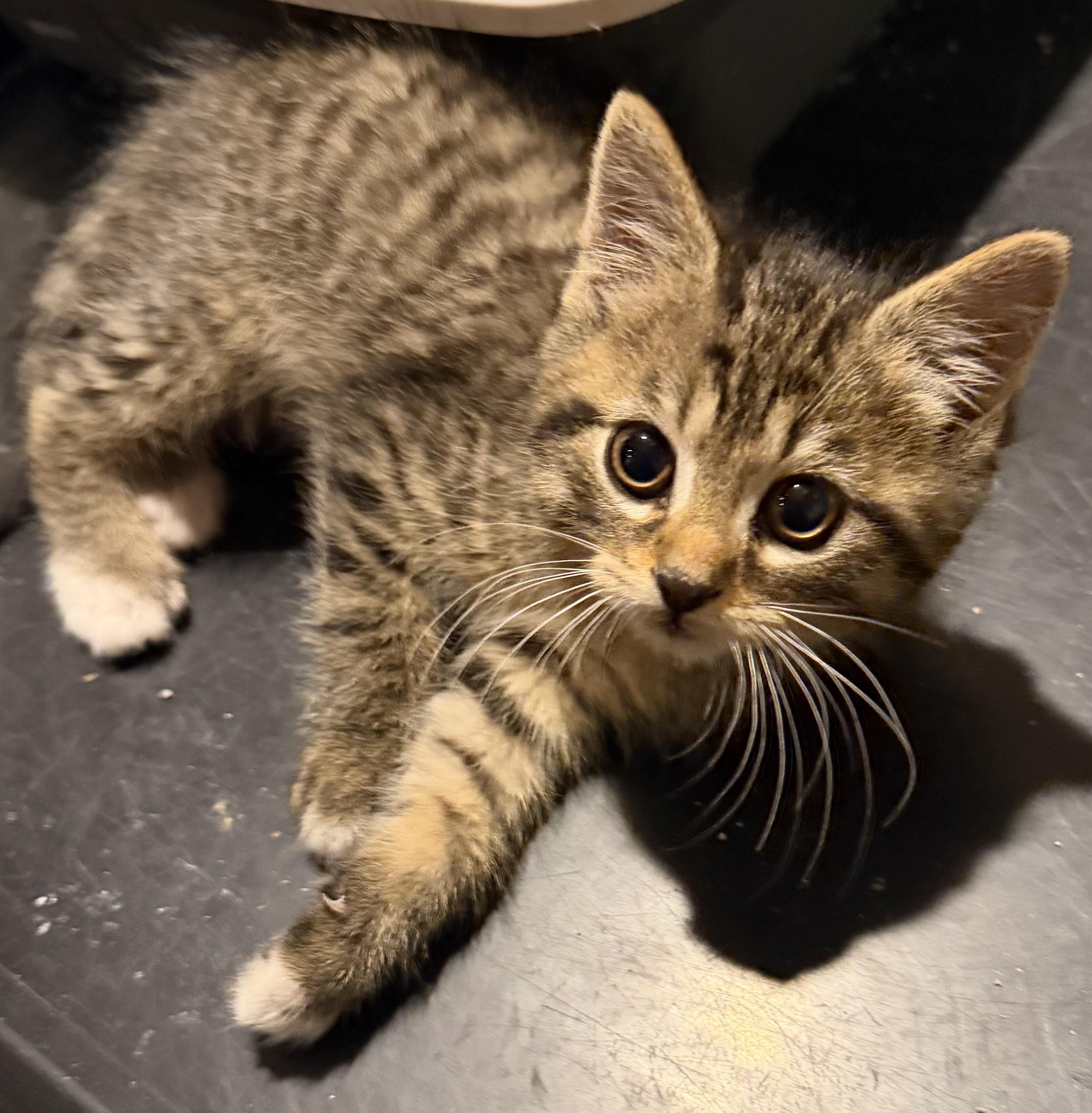 Enlarge Jersey, a ADOPTABLE Domestic Short Hair in Williamsville, NY image 2/2