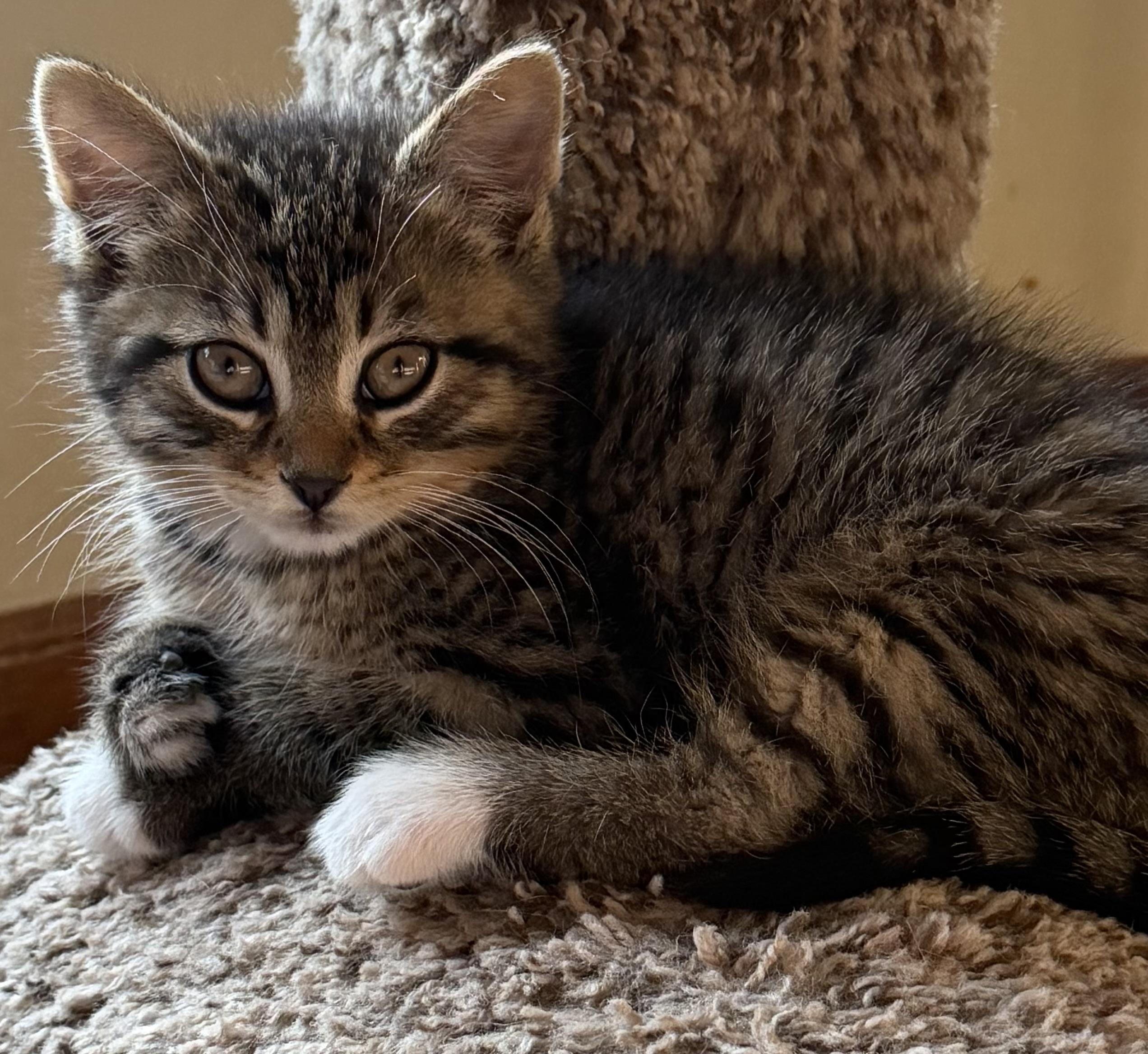 Jersey, ADOPTABLE, Kitten Male Domestic Short Hair.