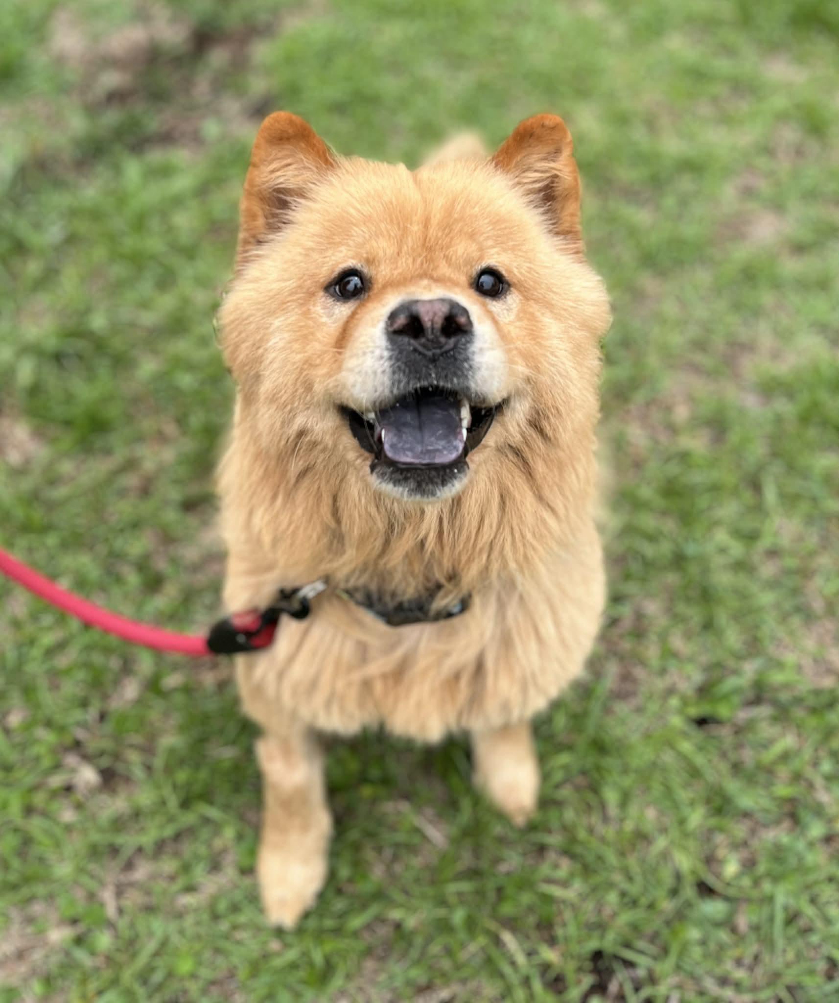 Chow Chows for Adoption in Braddock Heights, Maryland | Petfinder