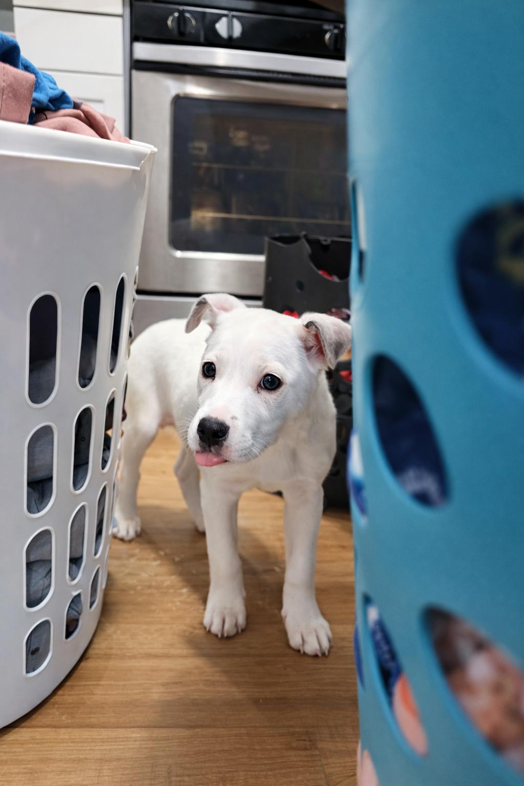 Enlarge Rayne, a ADOPTABLE Mixed Breed in Kenosha, WI image 2/3