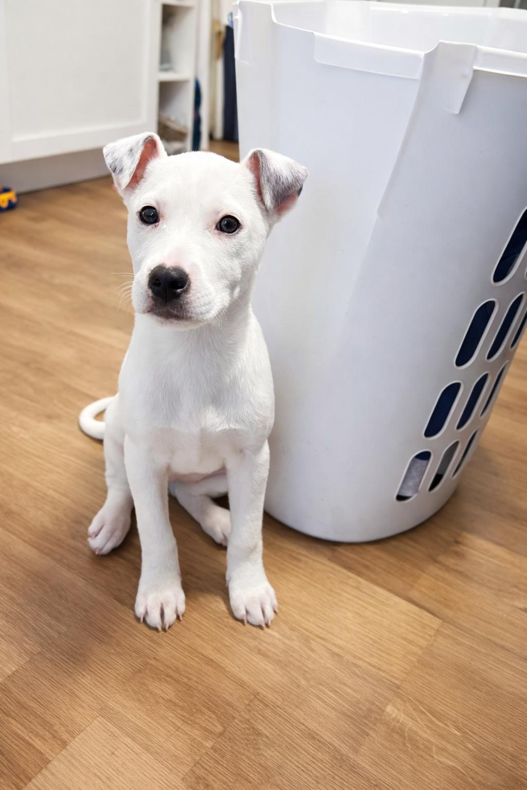 Rayne, ADOPTABLE, Puppy Female Mixed Breed.