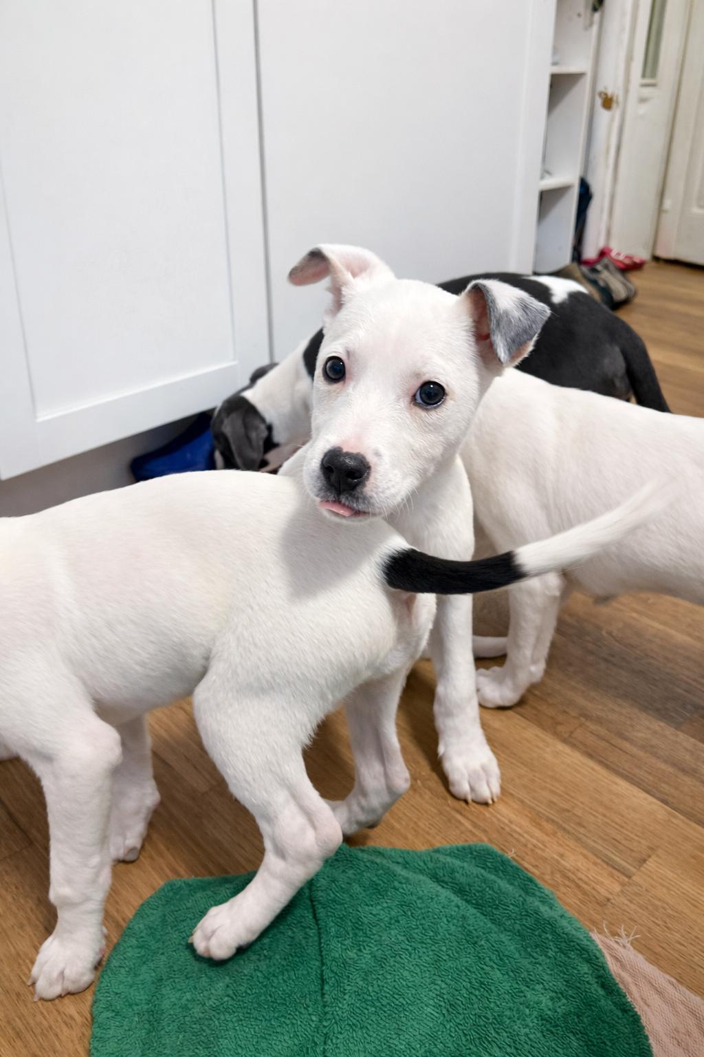 Enlarge Rayne, a ADOPTABLE Mixed Breed in Kenosha, WI image 3/3