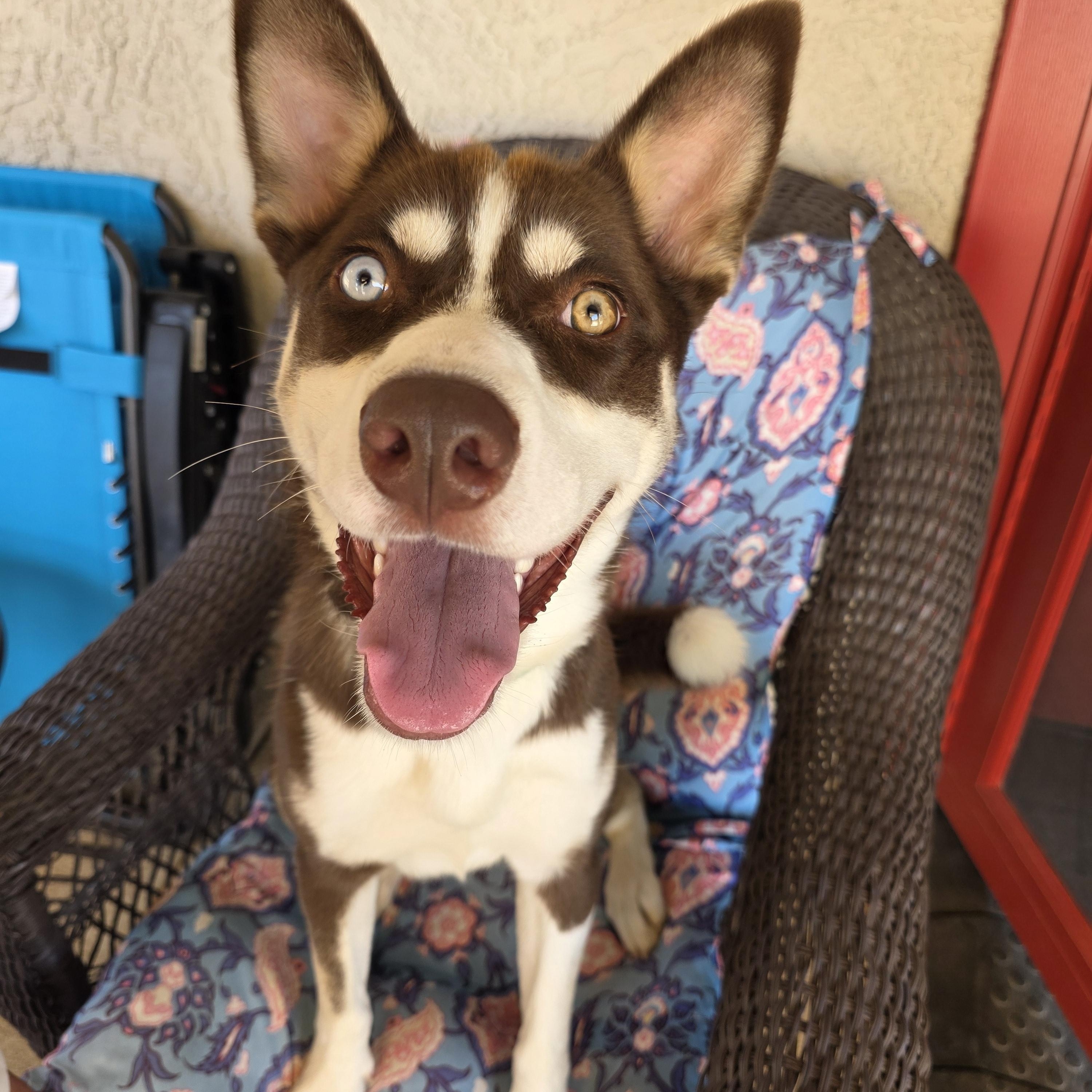 Lzzy, ADOPTABLE, Young Female Siberian Husky.