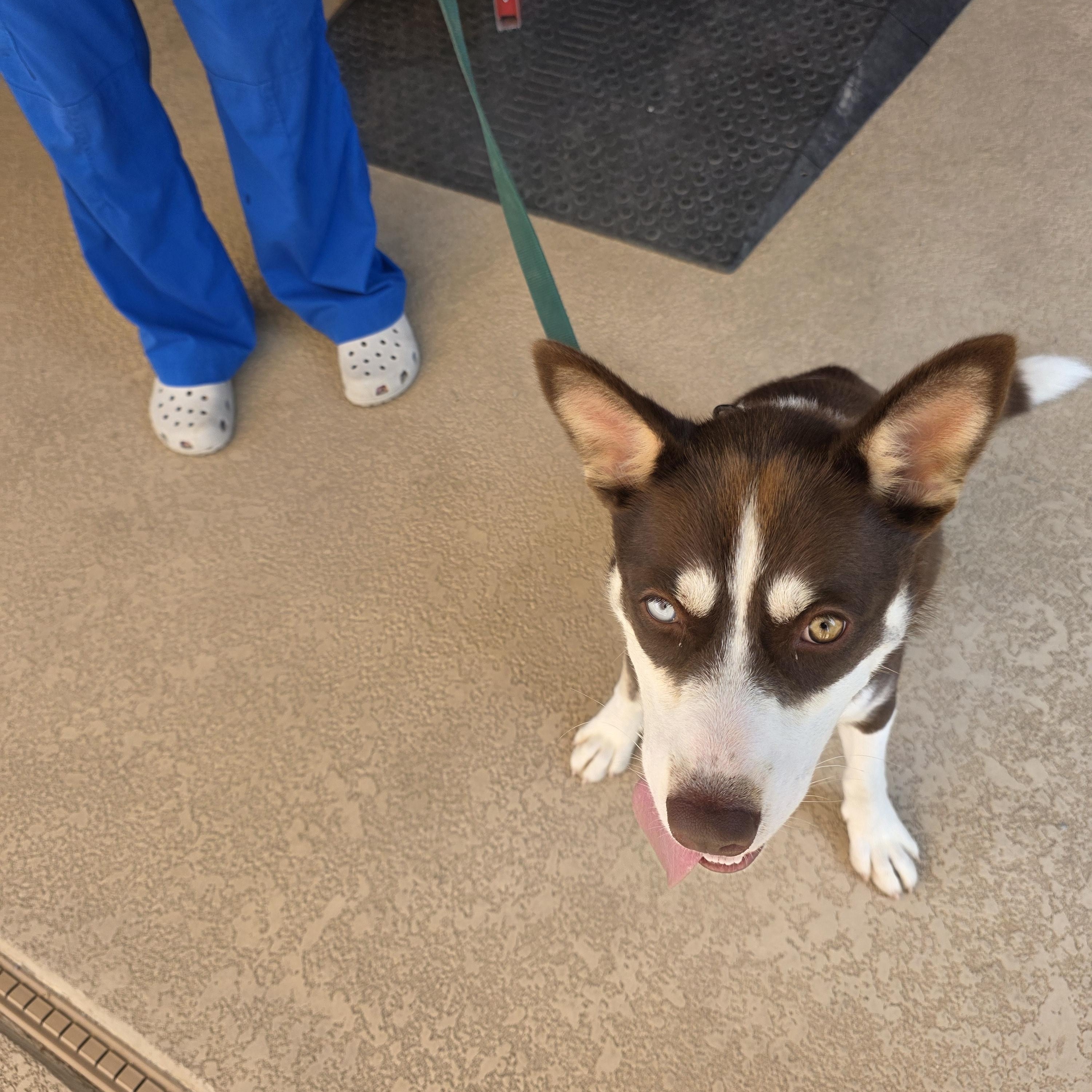 Lzzy, a ADOPTABLE Siberian Husky in Phoenix, AZ image 2/2