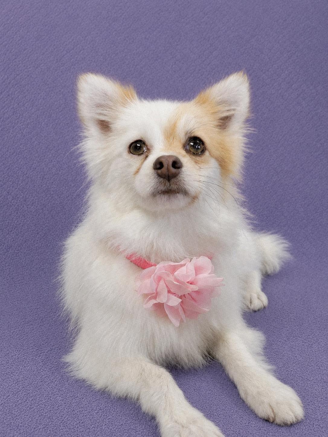Enlarge Minnie Me, an adopted Pomeranian in Lodi, CA image 5/6