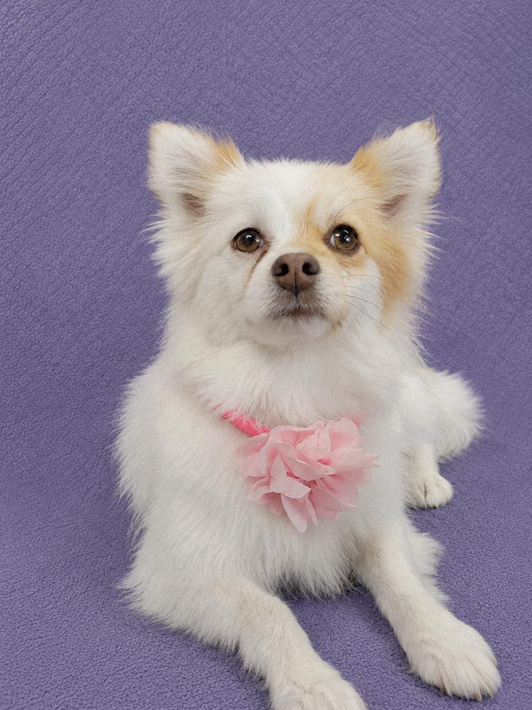 Minnie Me, adopted, Young Female Pomeranian.