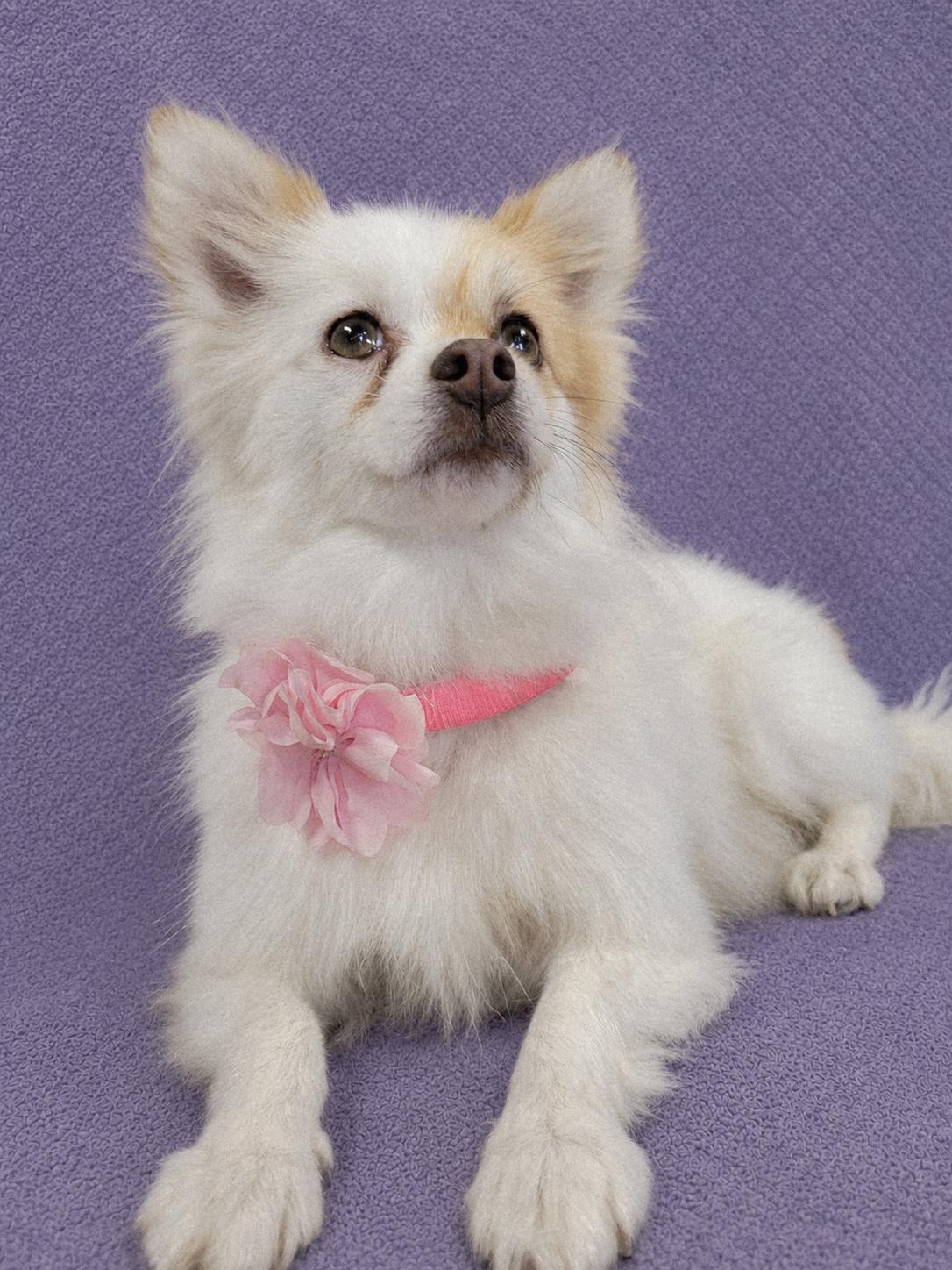 Enlarge Minnie Me, an adopted Pomeranian in Lodi, CA image 4/6