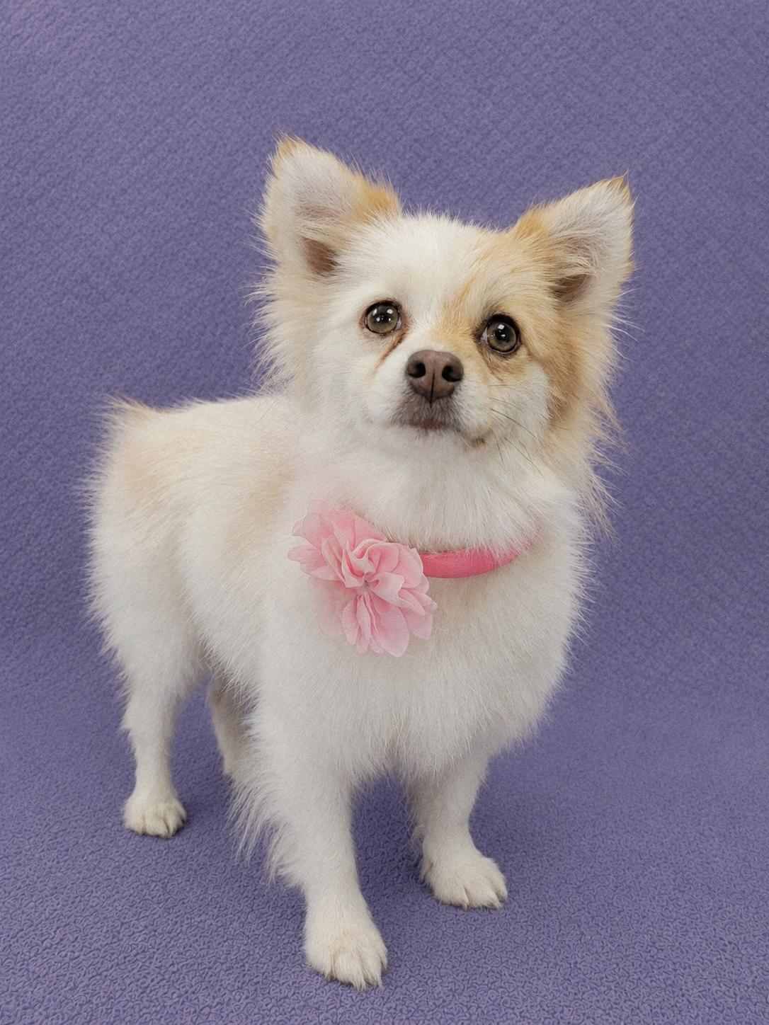 Enlarge Minnie Me, an adopted Pomeranian in Lodi, CA image 3/6