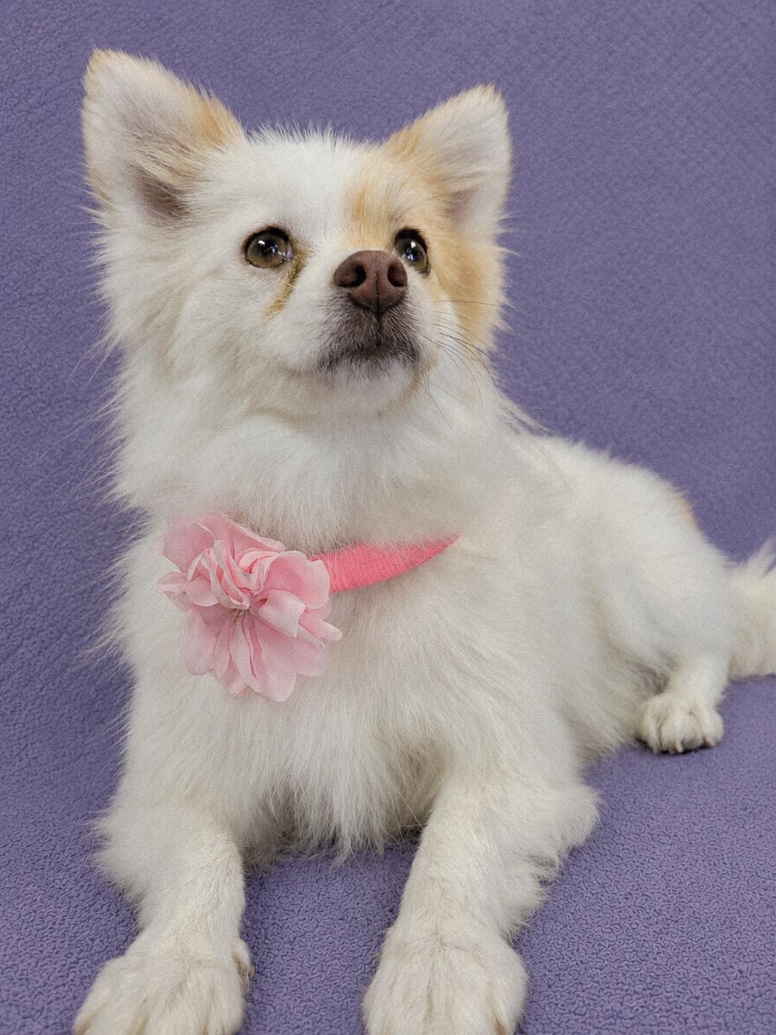 Enlarge Minnie Me, an adopted Pomeranian in Lodi, CA image 2/6