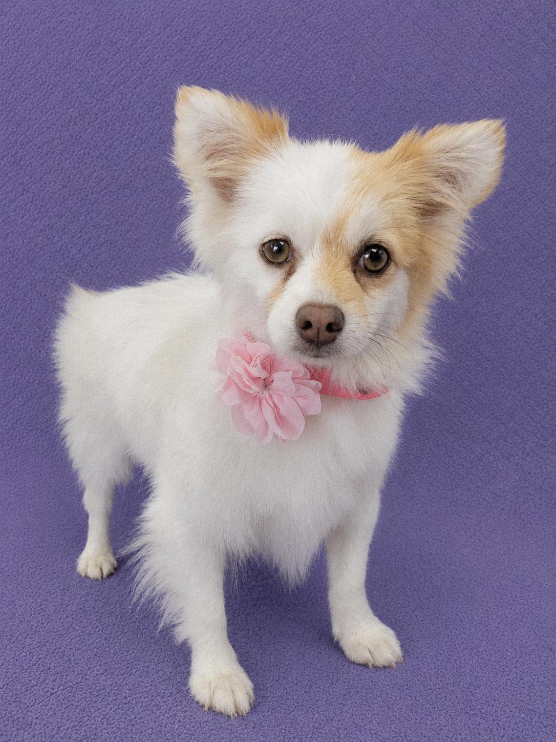 Enlarge Minnie Me, an adopted Pomeranian in Lodi, CA image 6/6