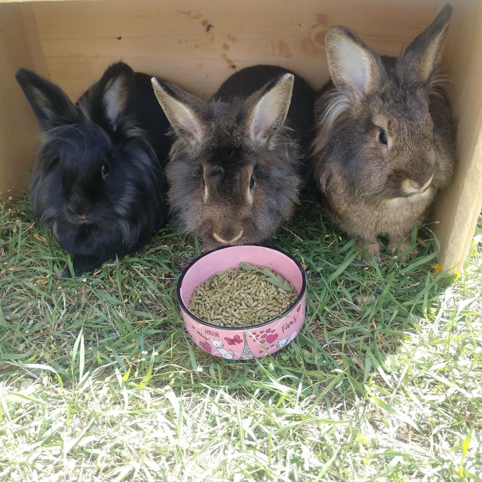 Enlarge Rikki, Lucy, & Ethel, a ADOPTABLE mixed breed in Spokane, WA image 1/6