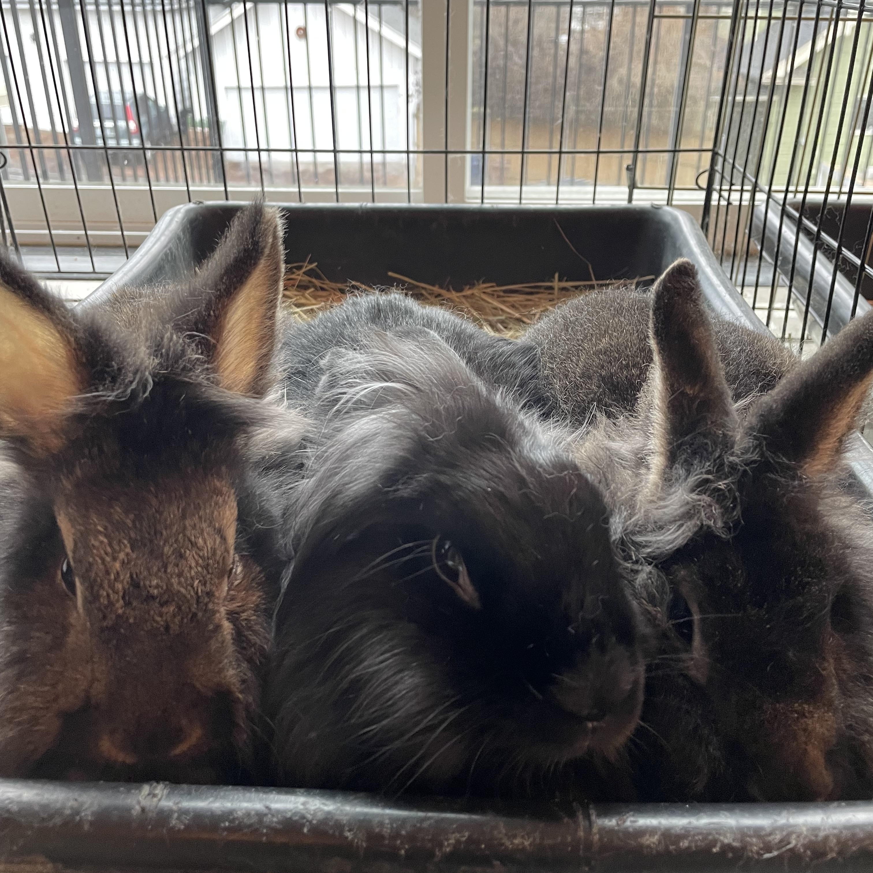 Enlarge Rikki, Lucy, & Ethel, a ADOPTABLE mixed breed in Spokane, WA image 1/5
