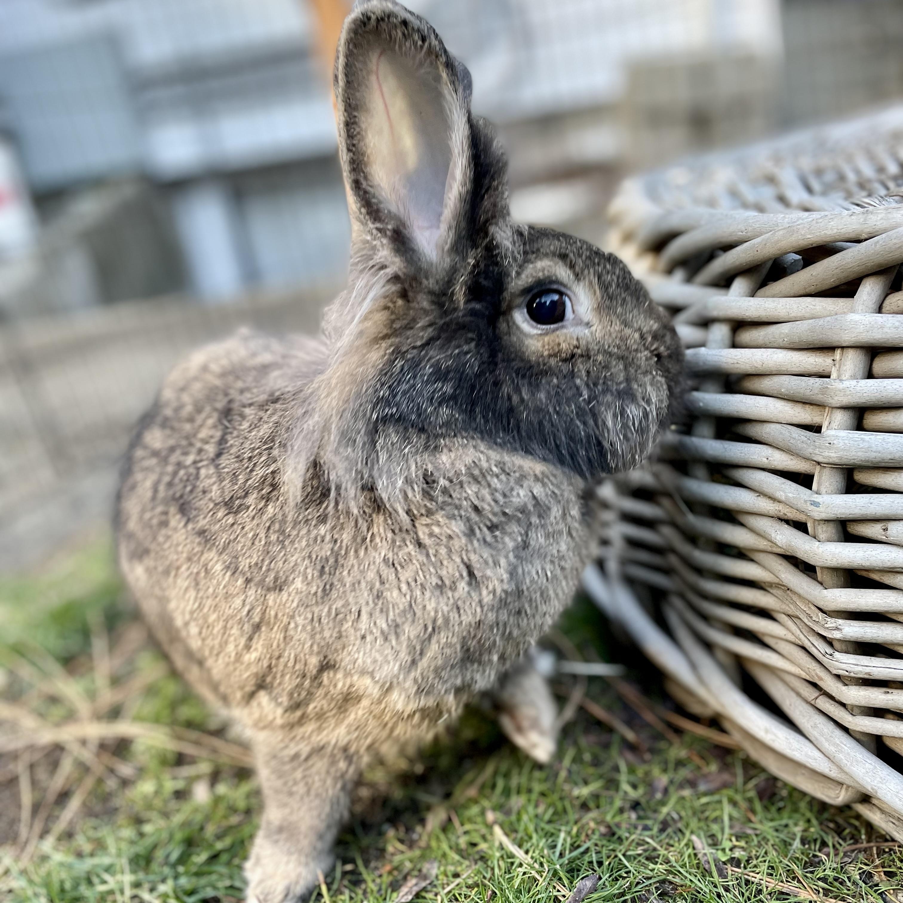 Enlarge Rikki, Lucy, & Ethel, a ADOPTABLE mixed breed in Spokane, WA image 6/6