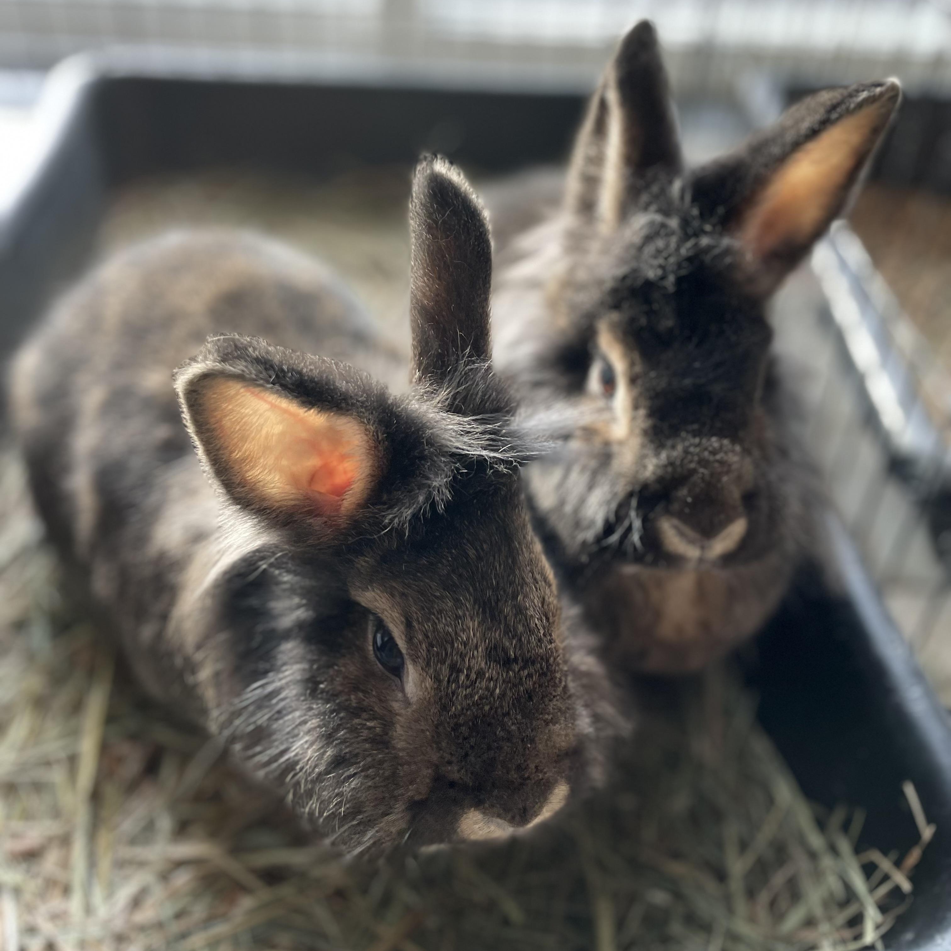 Enlarge Rikki, Lucy, & Ethel, a ADOPTABLE mixed breed in Spokane, WA image 2/5