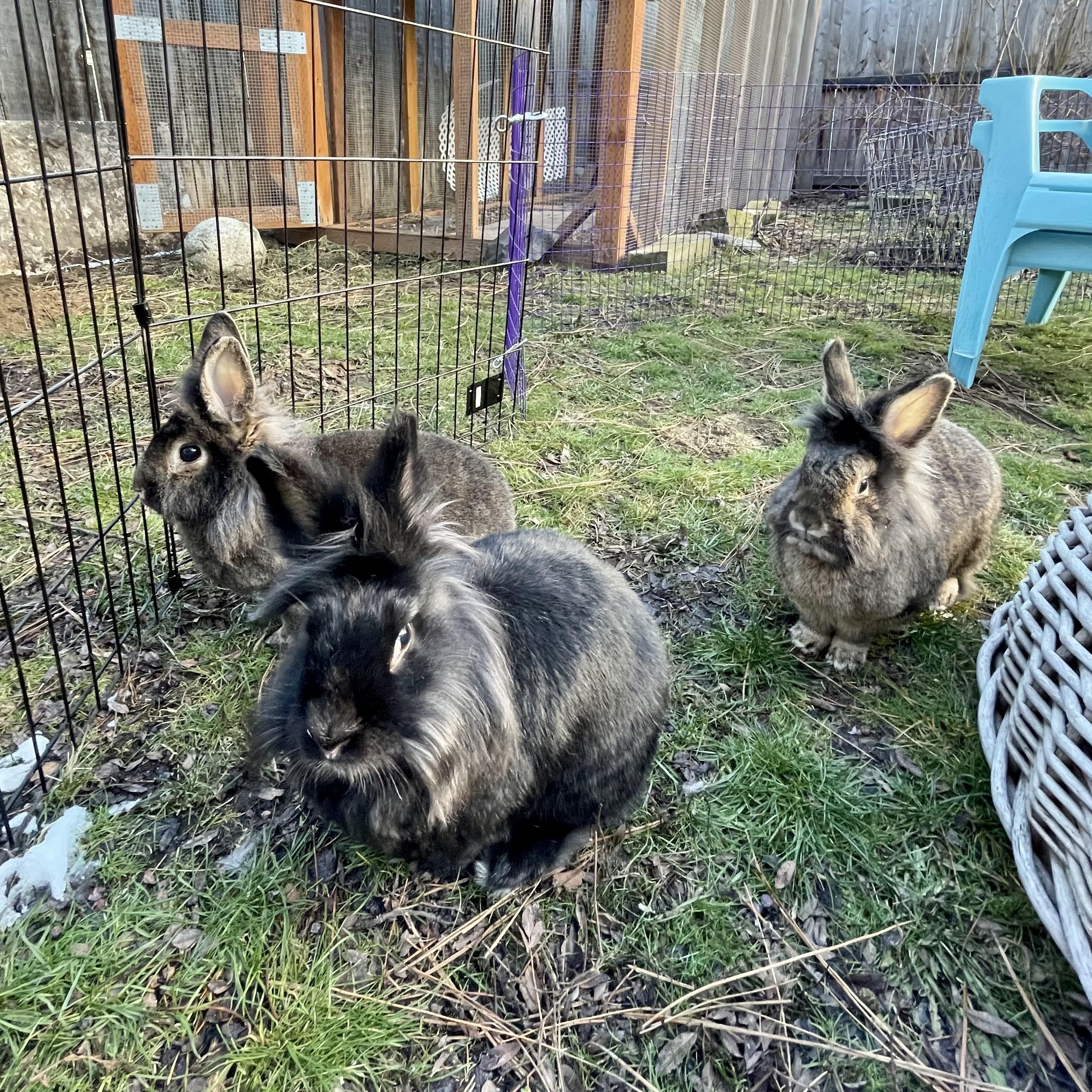 Enlarge Rikki, Lucy, & Ethel, a ADOPTABLE mixed breed in Spokane, WA image 3/6