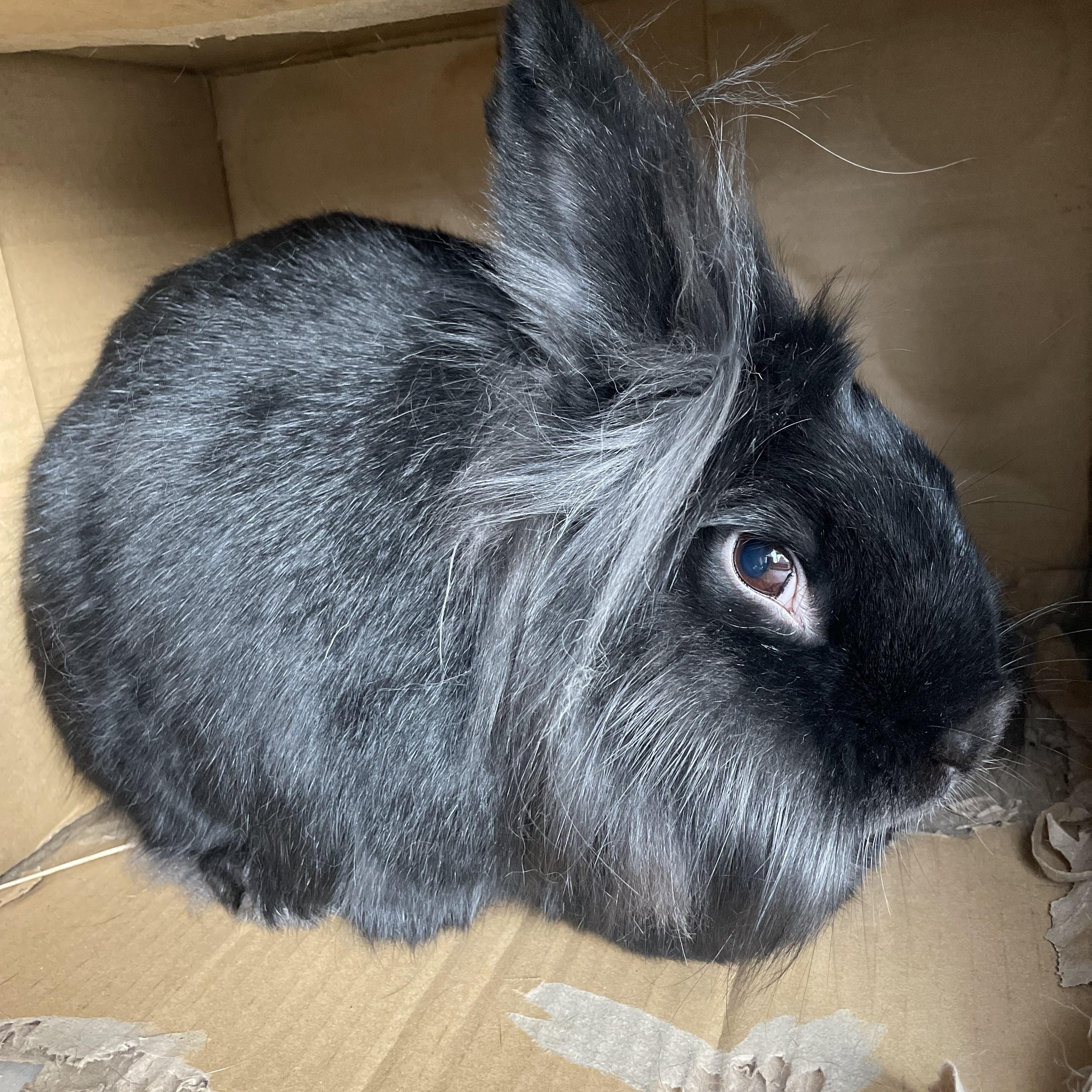 Enlarge Rikki, Lucy, & Ethel, a ADOPTABLE mixed breed in Spokane, WA image 3/5