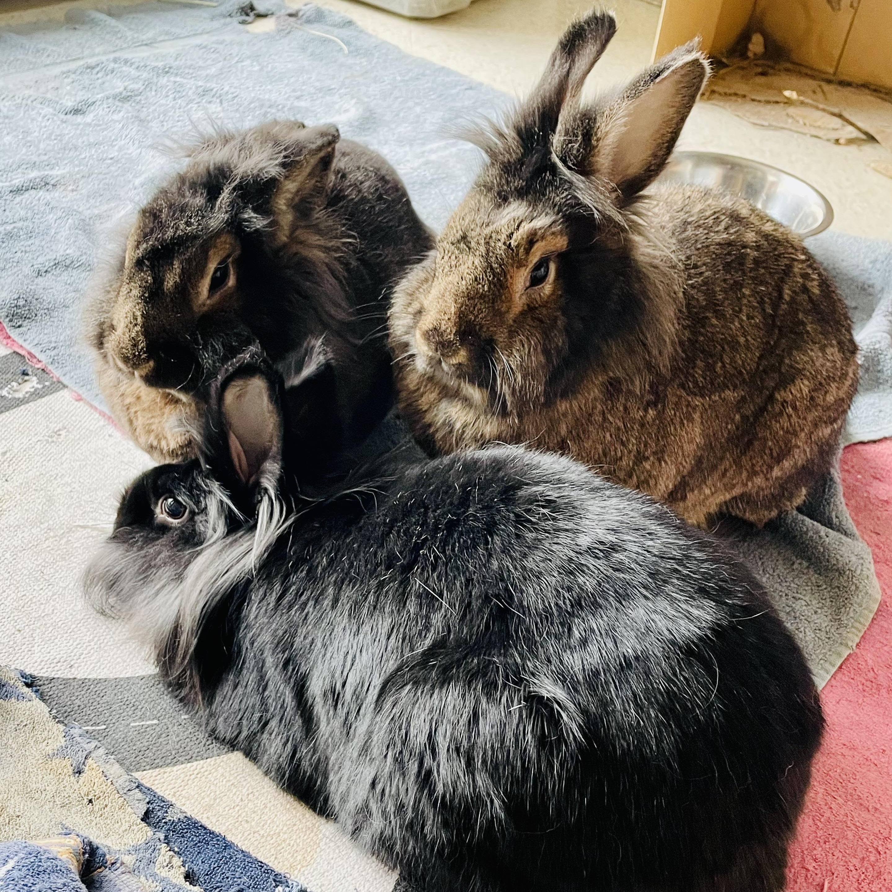 Enlarge Rikki, Lucy, & Ethel, a ADOPTABLE mixed breed in Spokane, WA image 2/6