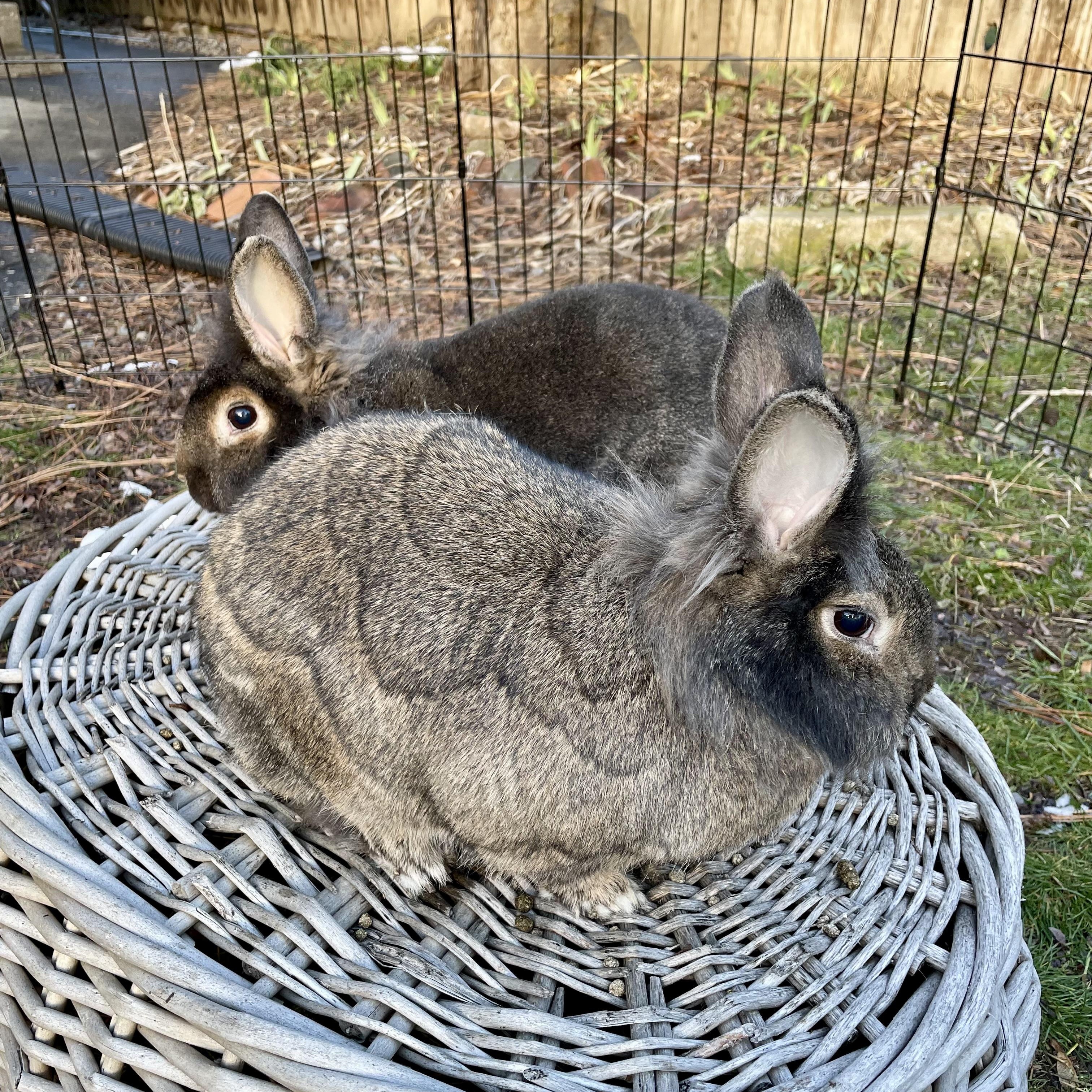 Enlarge Rikki, Lucy, & Ethel, a ADOPTABLE mixed breed in Spokane, WA image 4/6