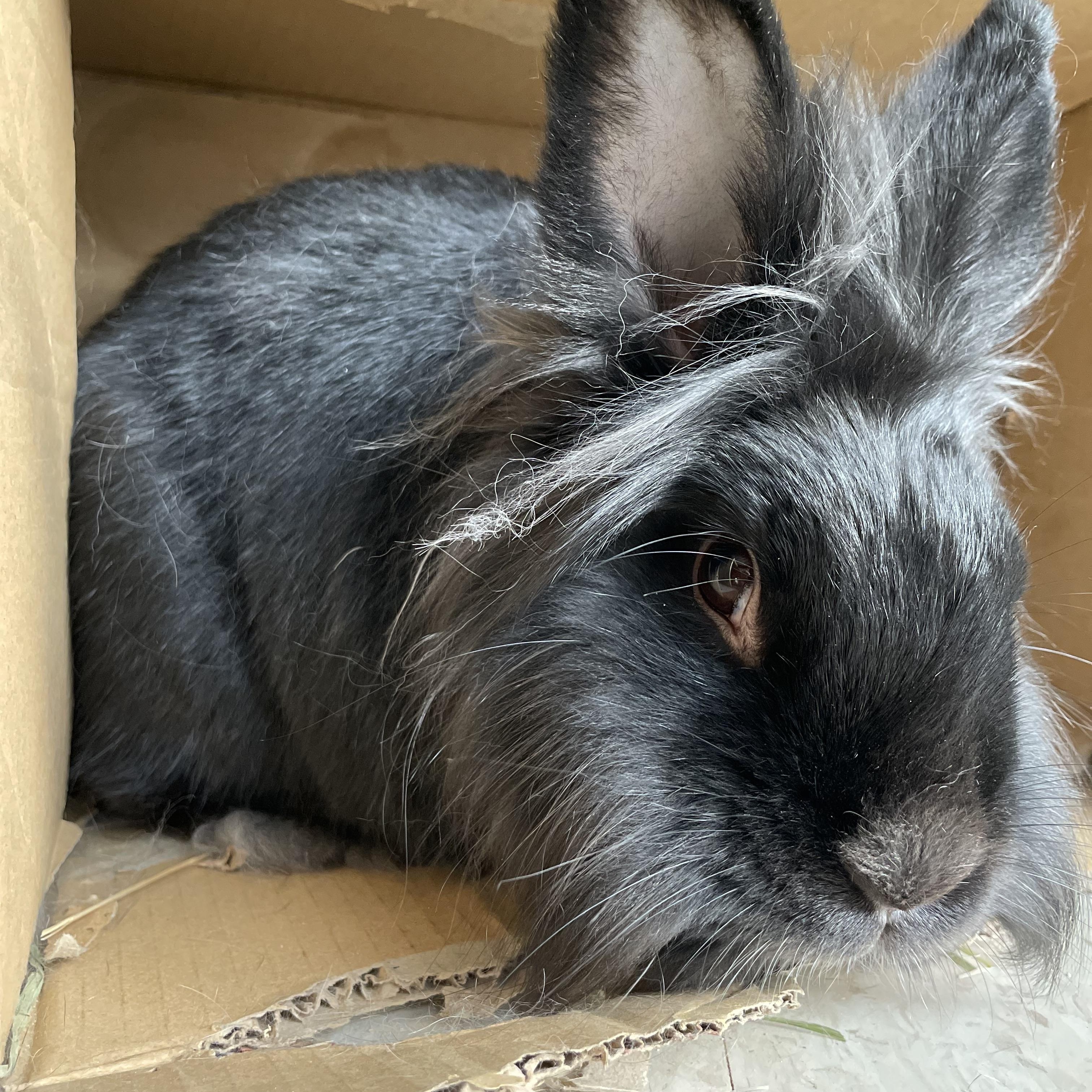 Enlarge Rikki, Lucy, & Ethel, a ADOPTABLE mixed breed in Spokane, WA image 5/5