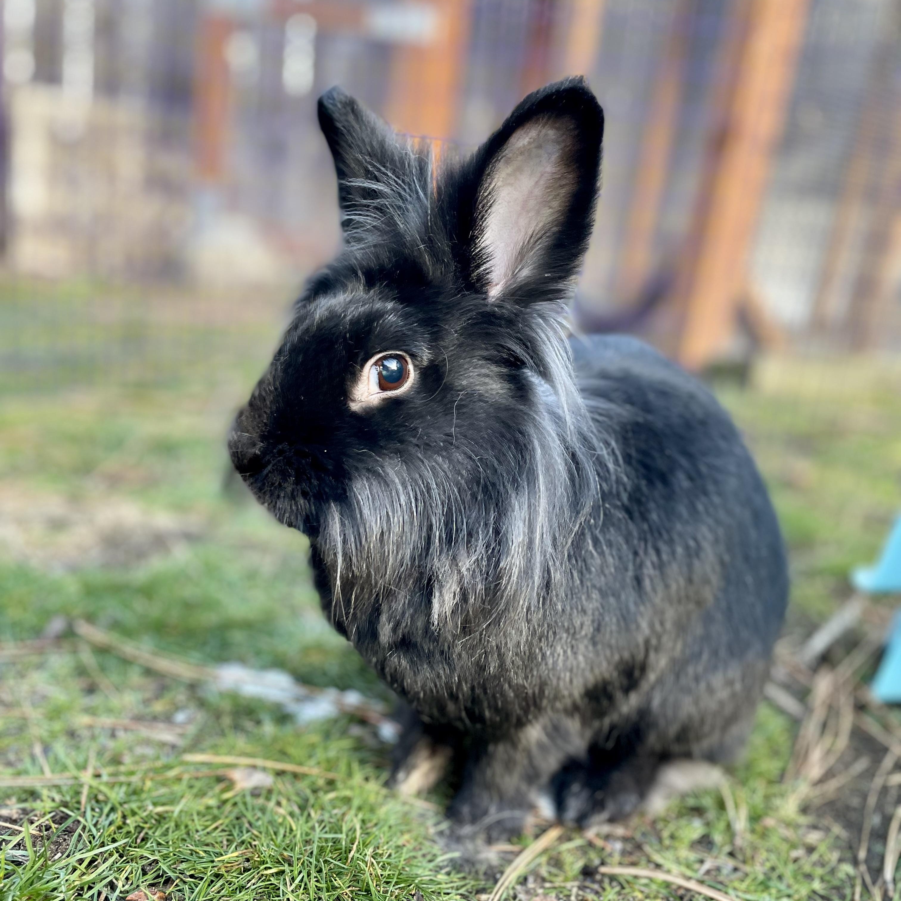 Enlarge Rikki, Lucy, & Ethel, a ADOPTABLE mixed breed in Spokane, WA image 5/6
