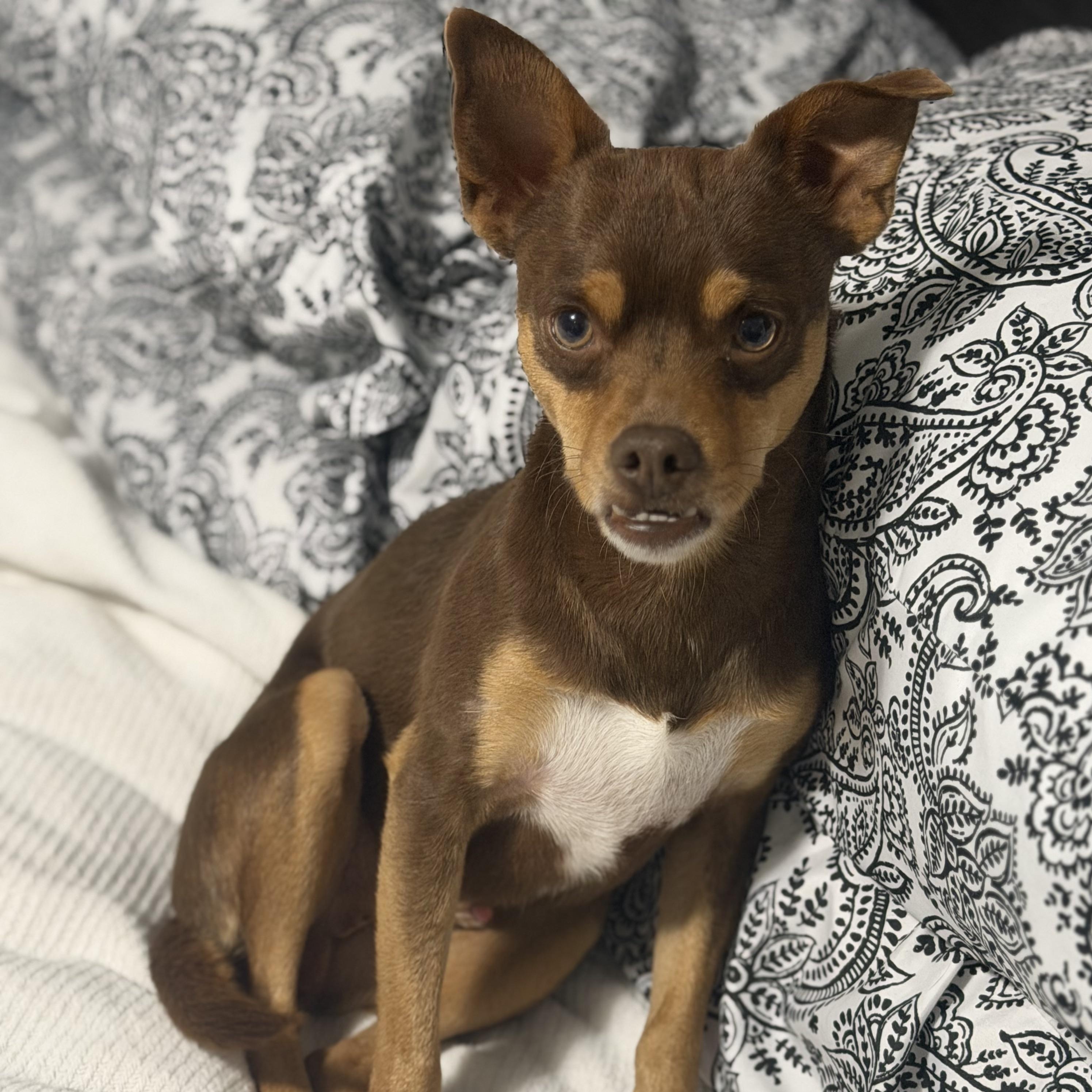 Mr. Lovable Pinto Bean, a Adoptable mixed breed in Vancouver, BC image 5/6