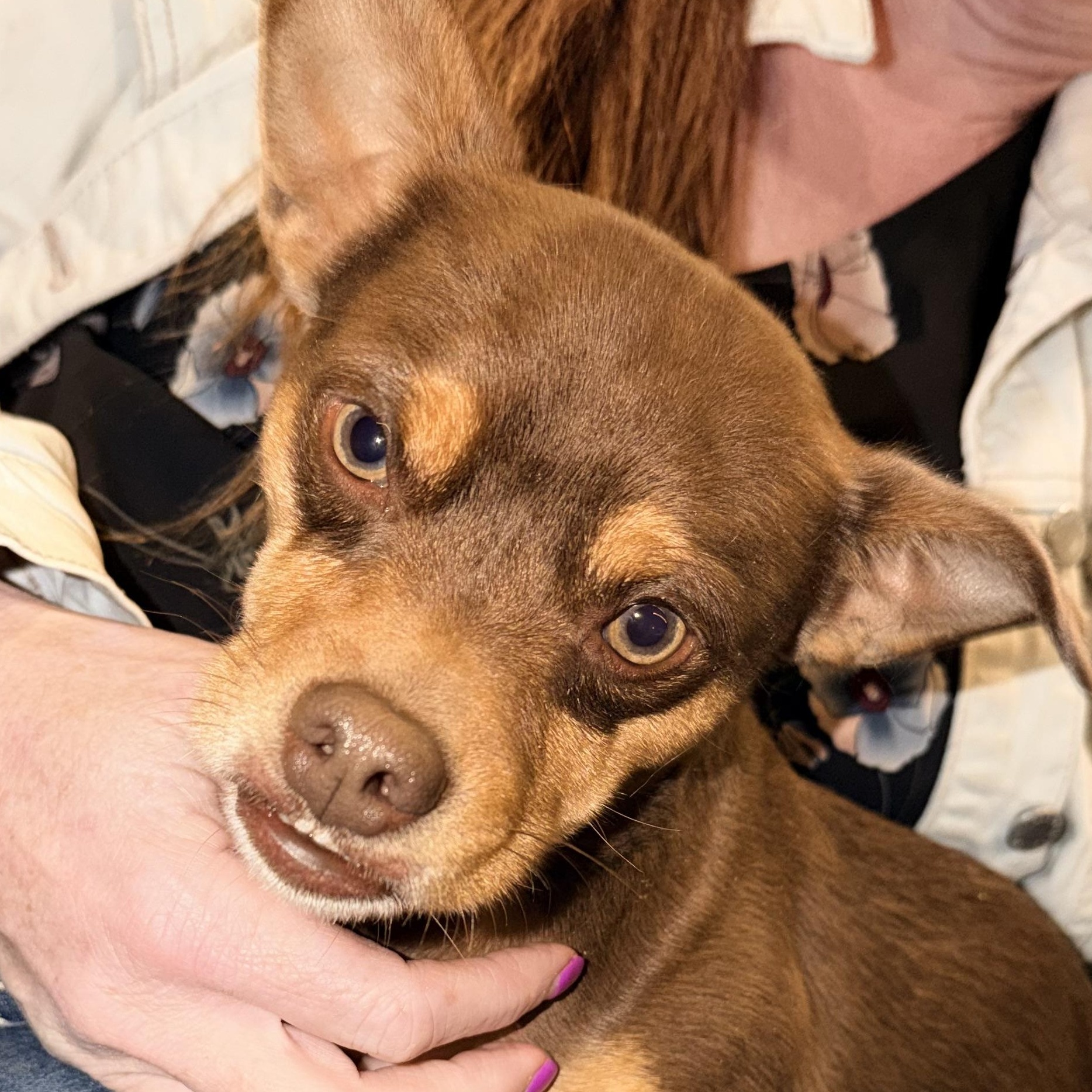 Mr. Lovable Pinto Bean, a Adoptable mixed breed in Vancouver, BC image 2/6