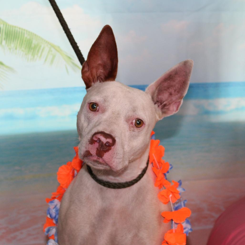 Enlarge Bill Nye, a Adoptable mixed breed in Ocala, FL image 5/6