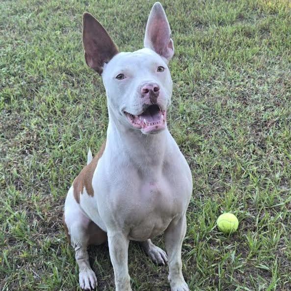 Enlarge Bill Nye, a Adoptable mixed breed in Ocala, FL image 1/6