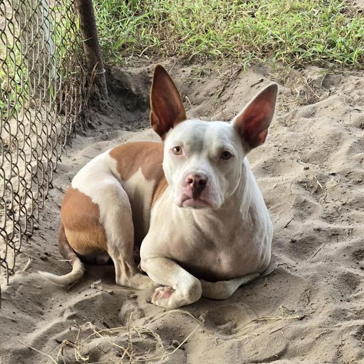 Enlarge Bill Nye, a Adoptable mixed breed in Ocala, FL image 2/6
