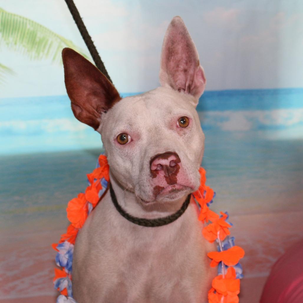 Enlarge Bill Nye, a Adoptable mixed breed in Ocala, FL image 4/6