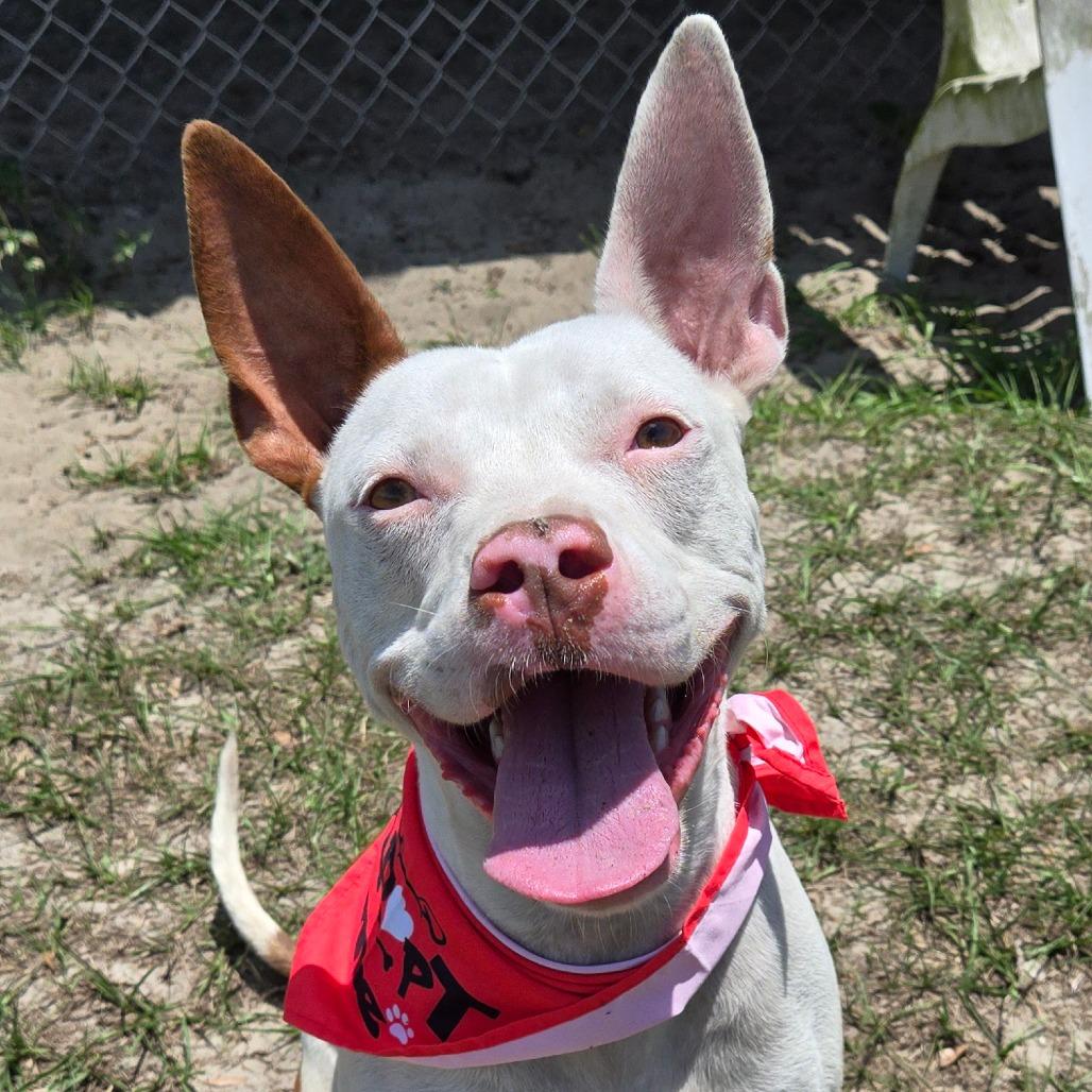 Bill Nye, Adoptable, Young Male Mixed Breed & Ibizan Hound.