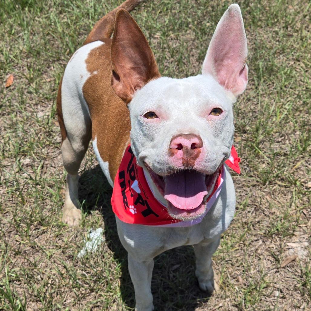 Enlarge Bill Nye, a Adoptable mixed breed in Ocala, FL image 6/6