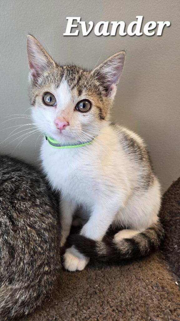 Evander, Adoptable, Kitten Male Domestic Short Hair.