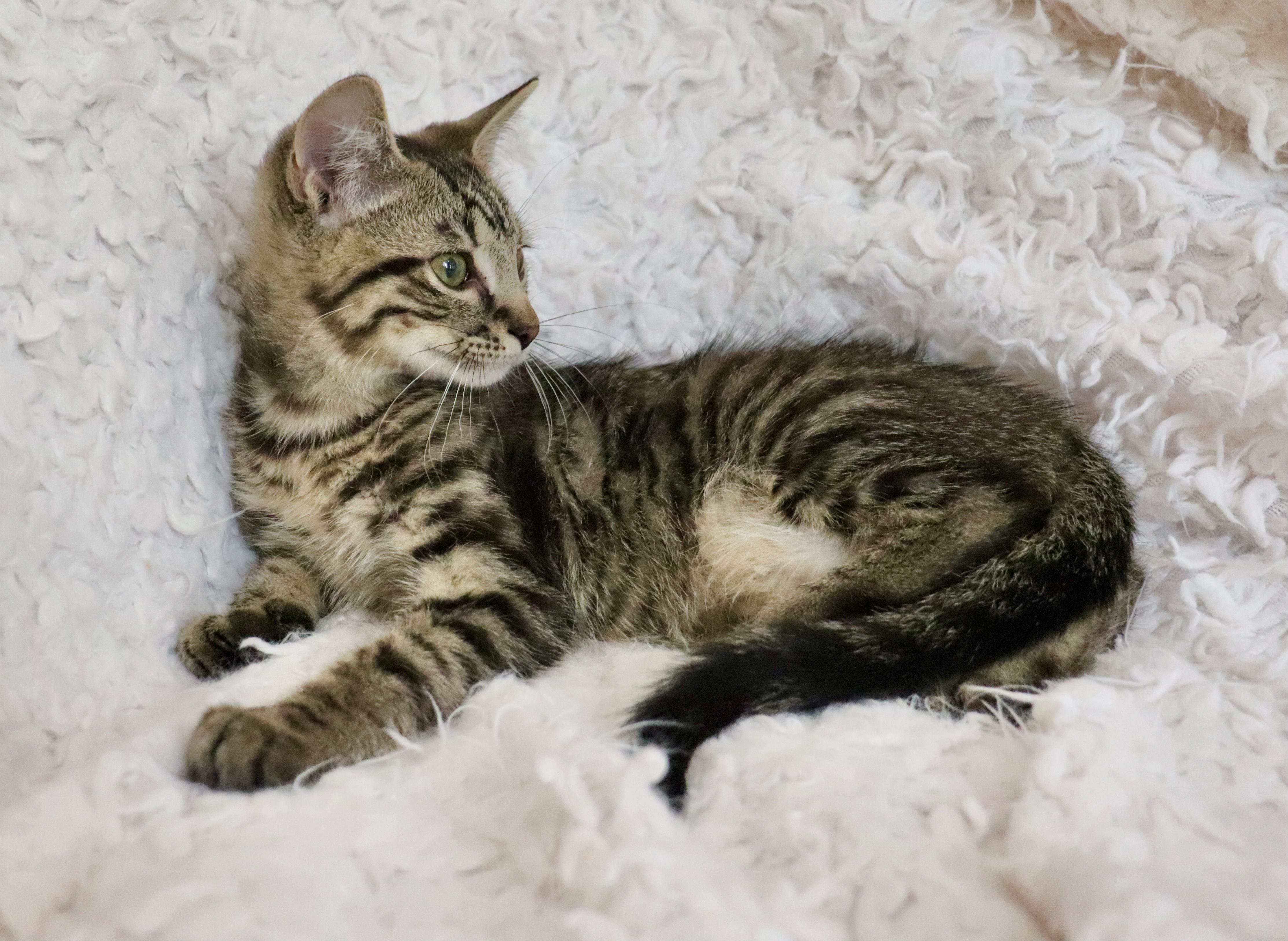Enlarge Saint, a ADOPTABLE mixed breed in Saint Augustine, FL image 2/4