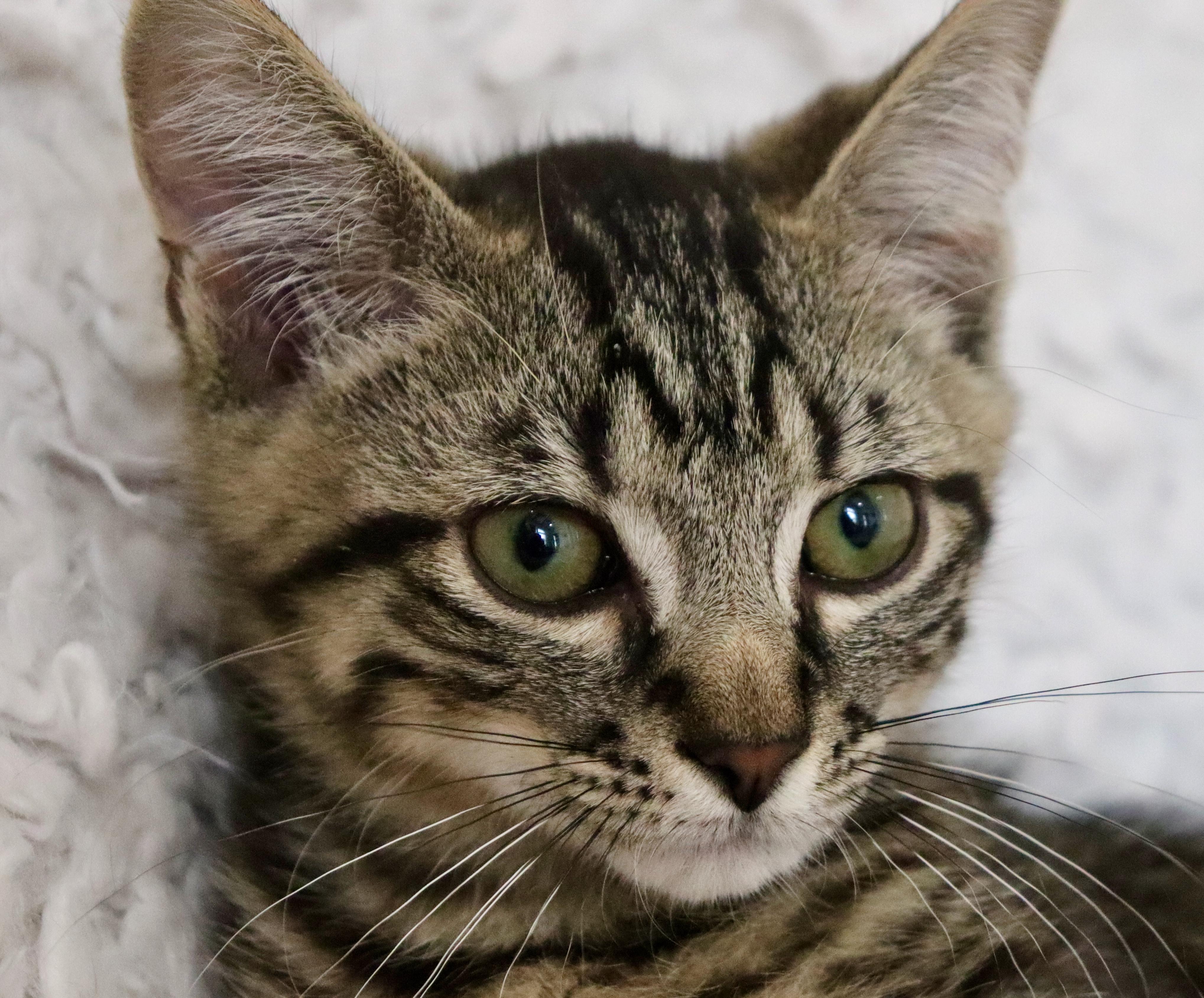 Enlarge Saint, a ADOPTABLE mixed breed in Saint Augustine, FL image 3/4