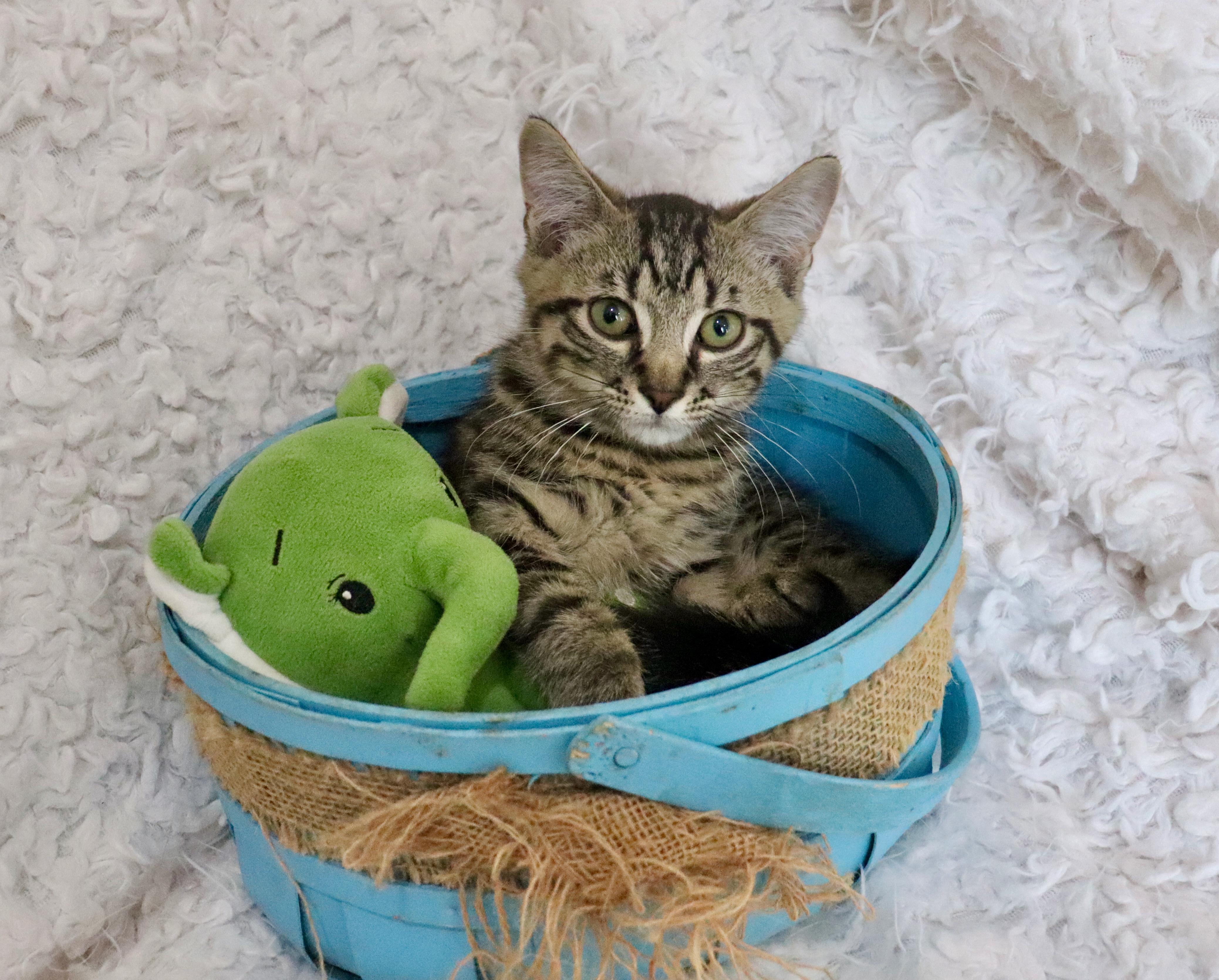 Enlarge Saint, a ADOPTABLE mixed breed in Saint Augustine, FL image 4/4