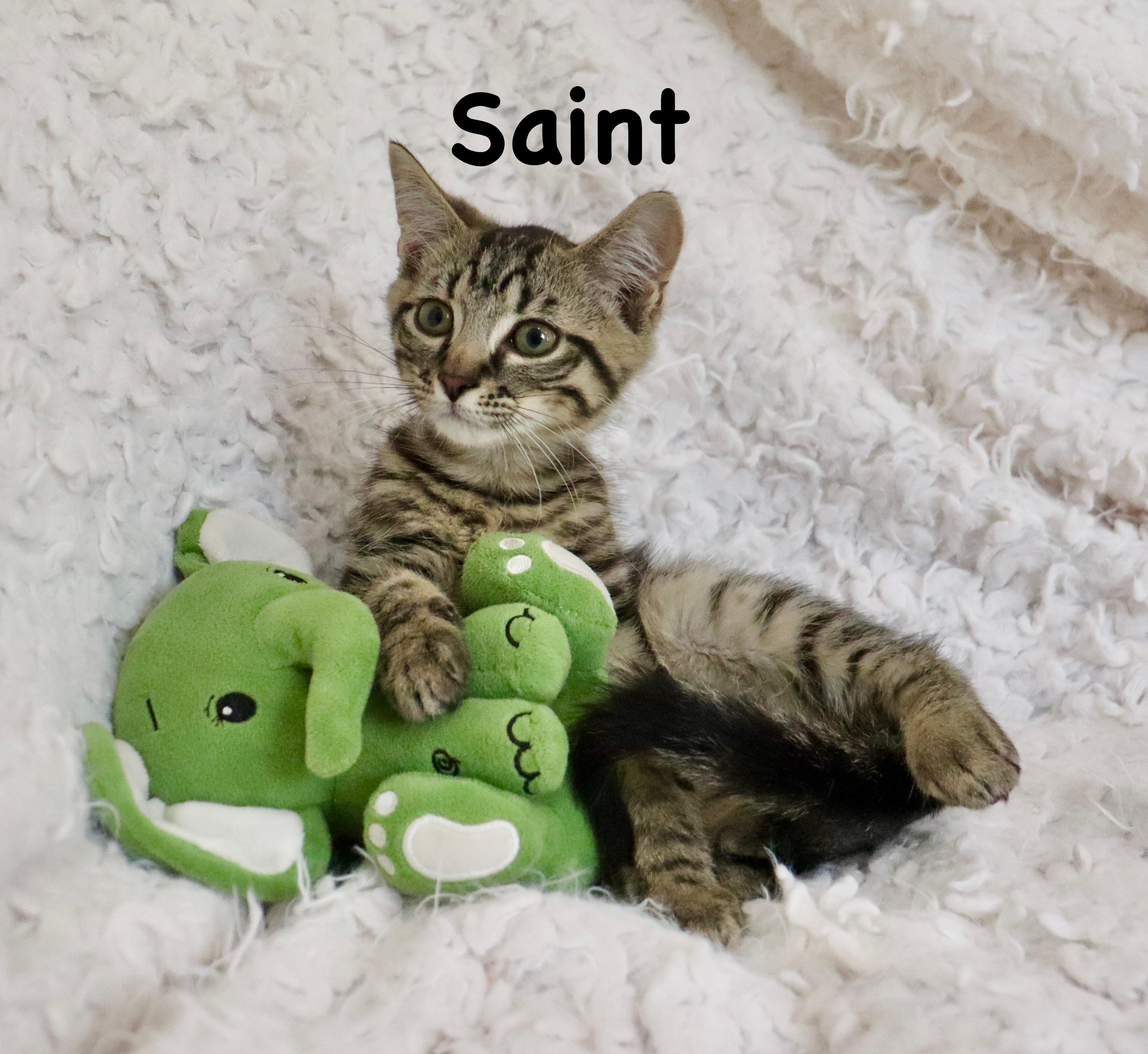 Saint, ADOPTABLE, Kitten Male Tabby.