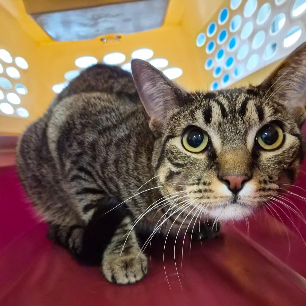 Pluto, a Adoptable Domestic Short Hair in Montgomery, AL image 1/3